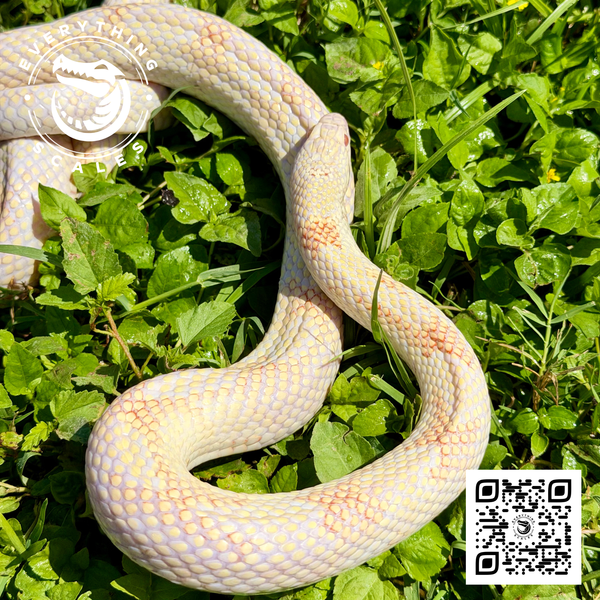 ALBINO GOINI ADULT.png