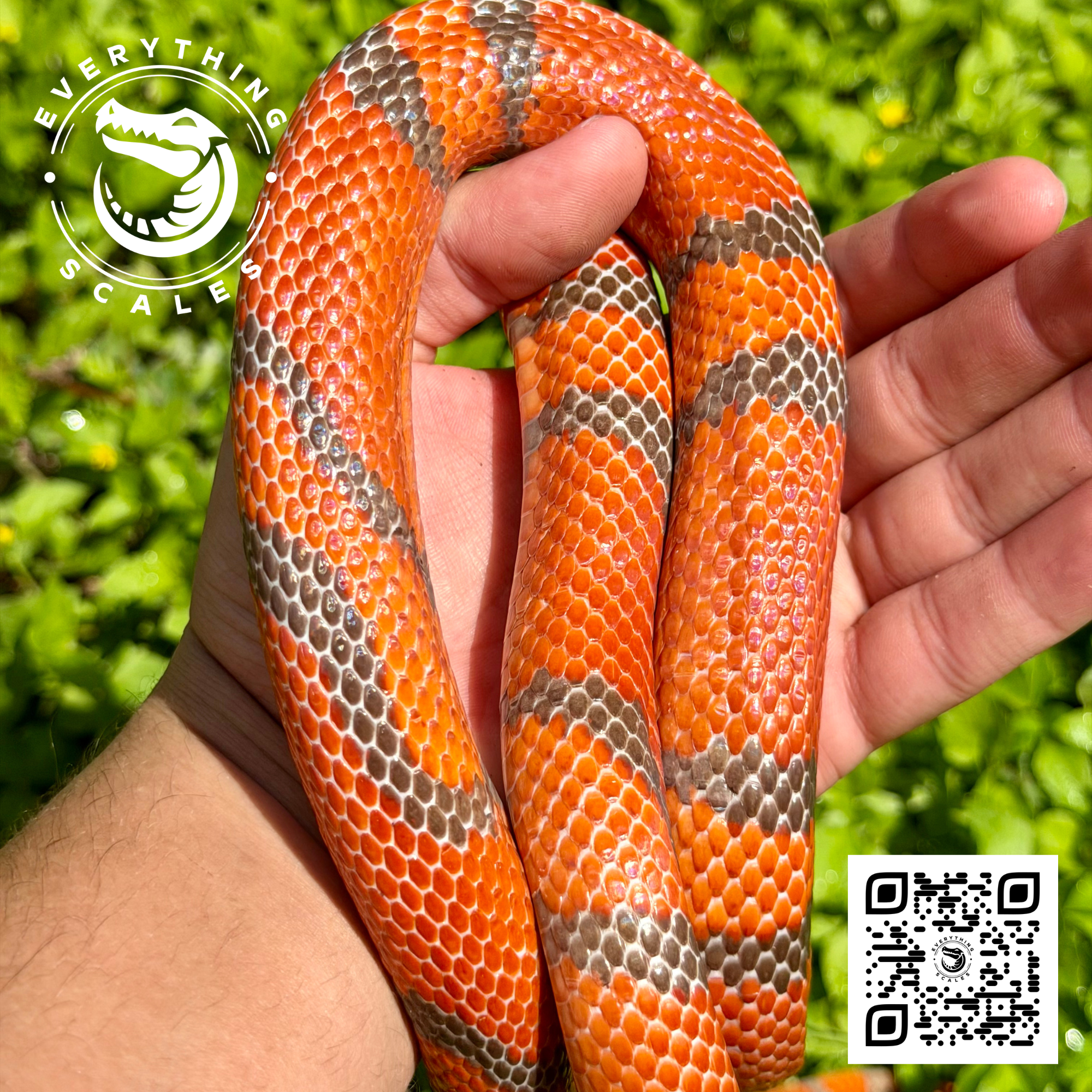 HYPO TANGERINE ADULT 5.png