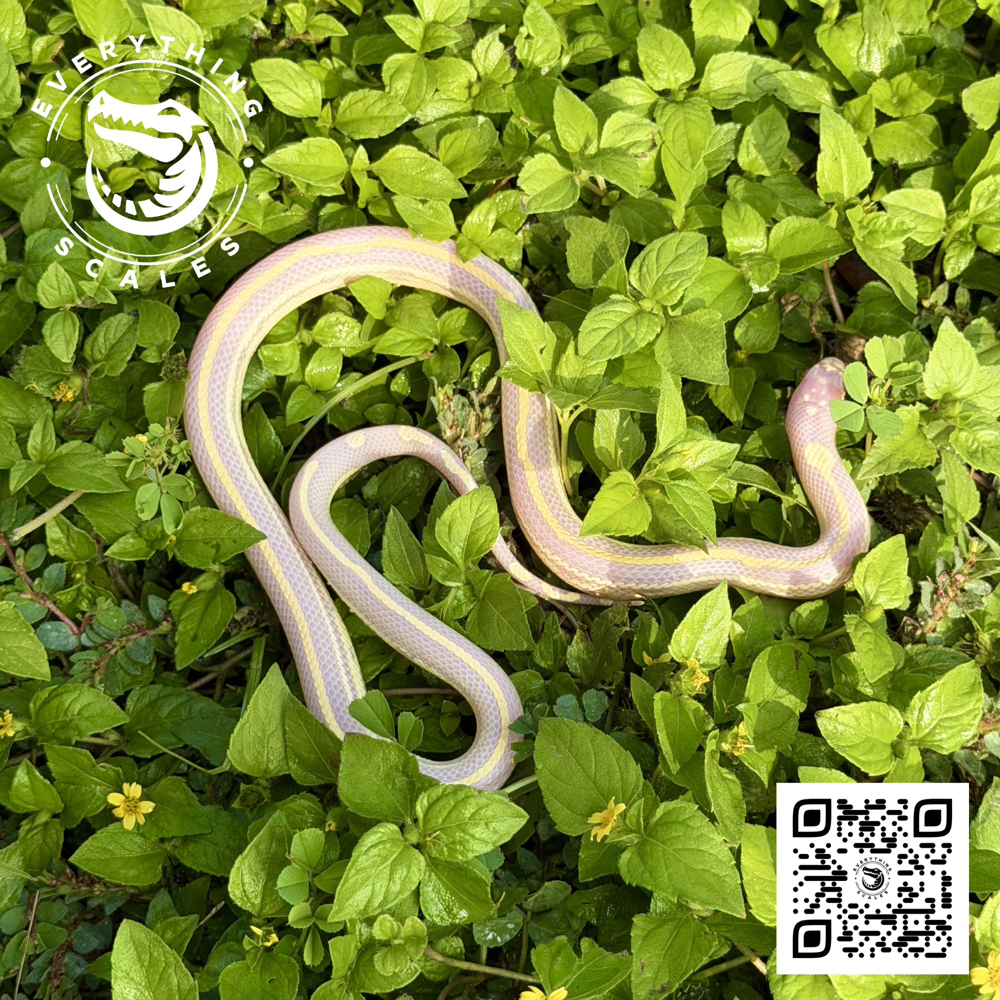 ALBINO STRIPED KING 4.png