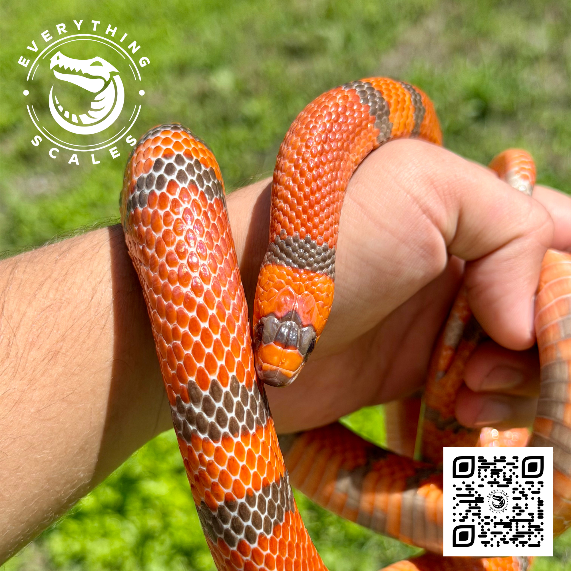 HYPO TANGERINE ADULT.png