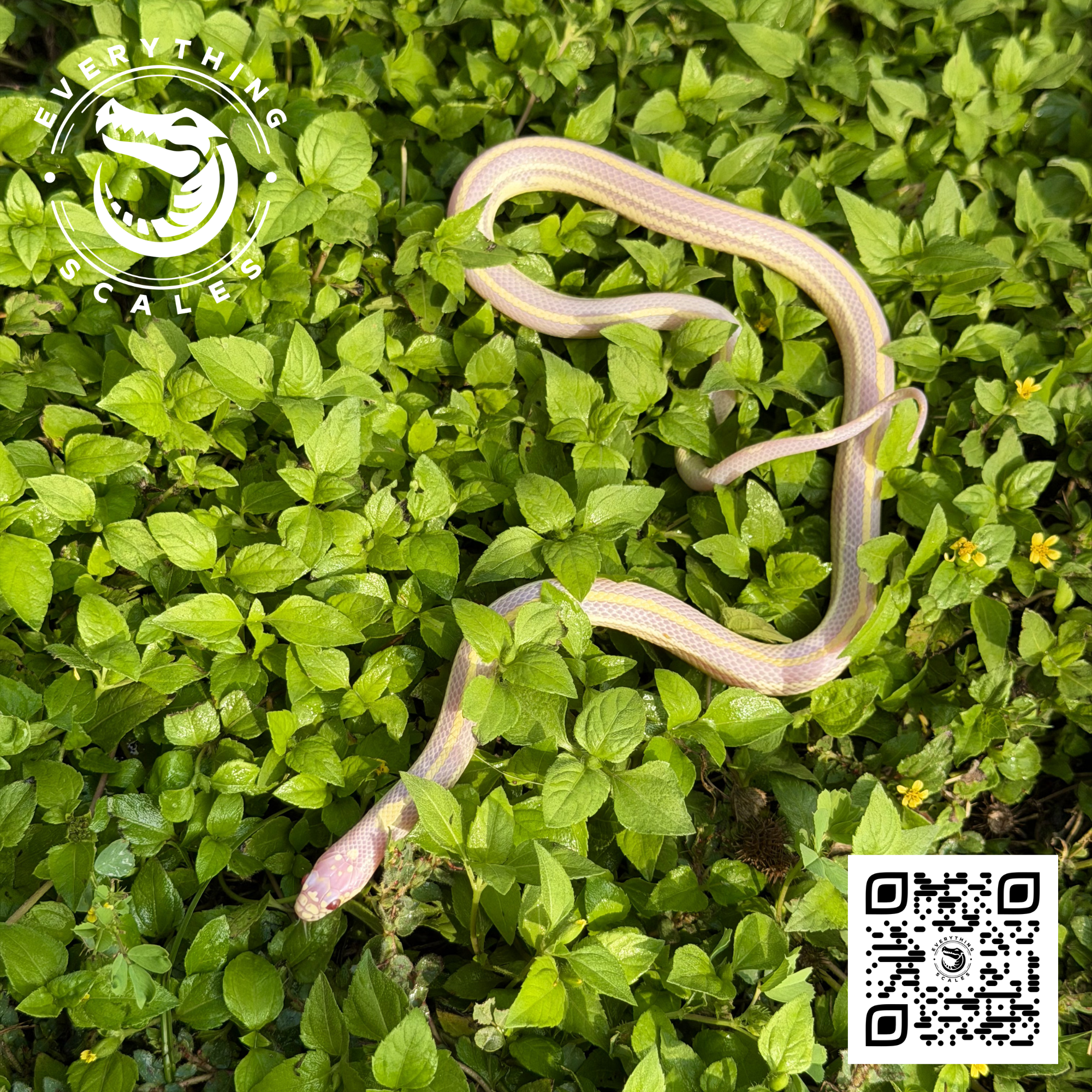 ALBINO STRIPED KING 3.png