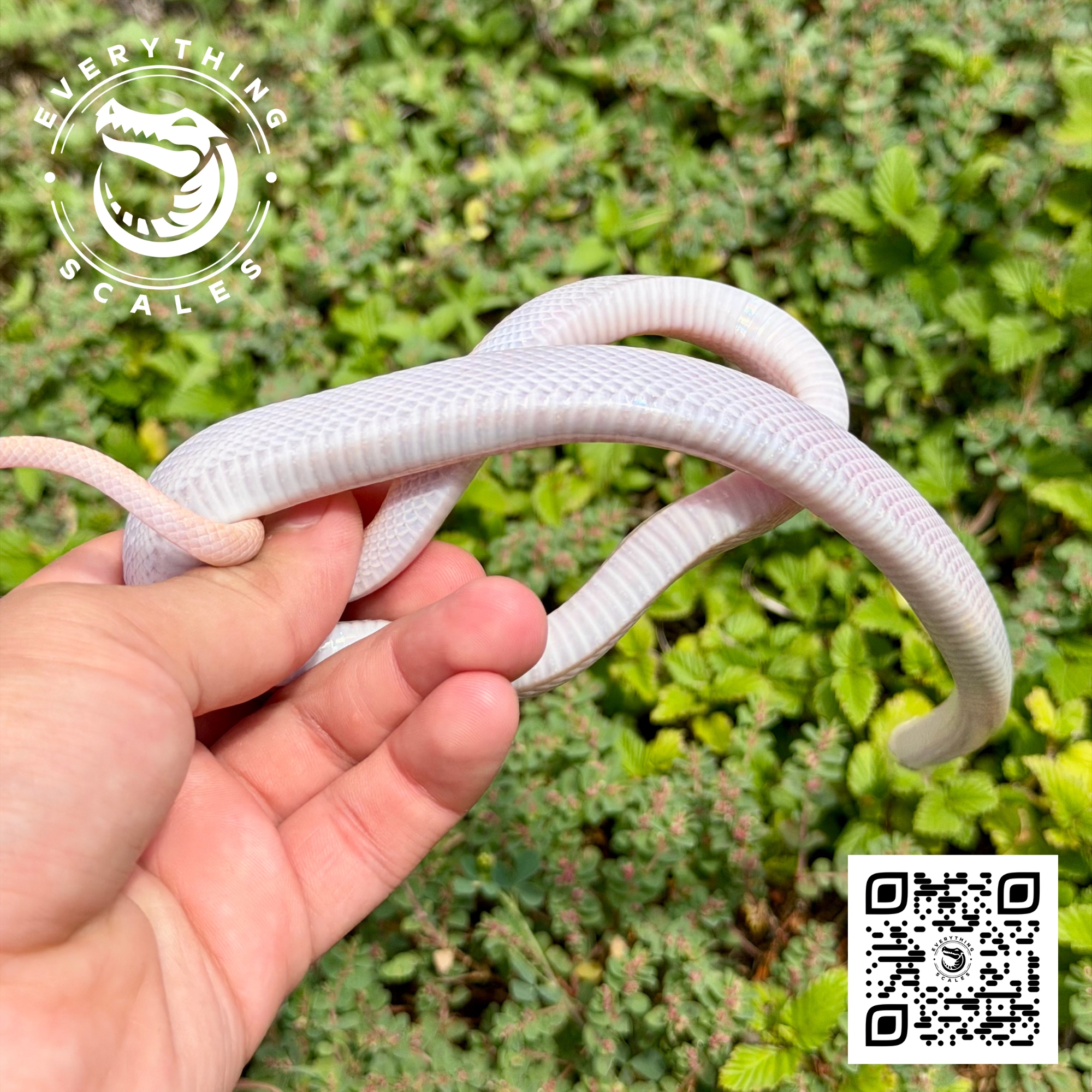 ALBINO LICORICE RAT 3.png