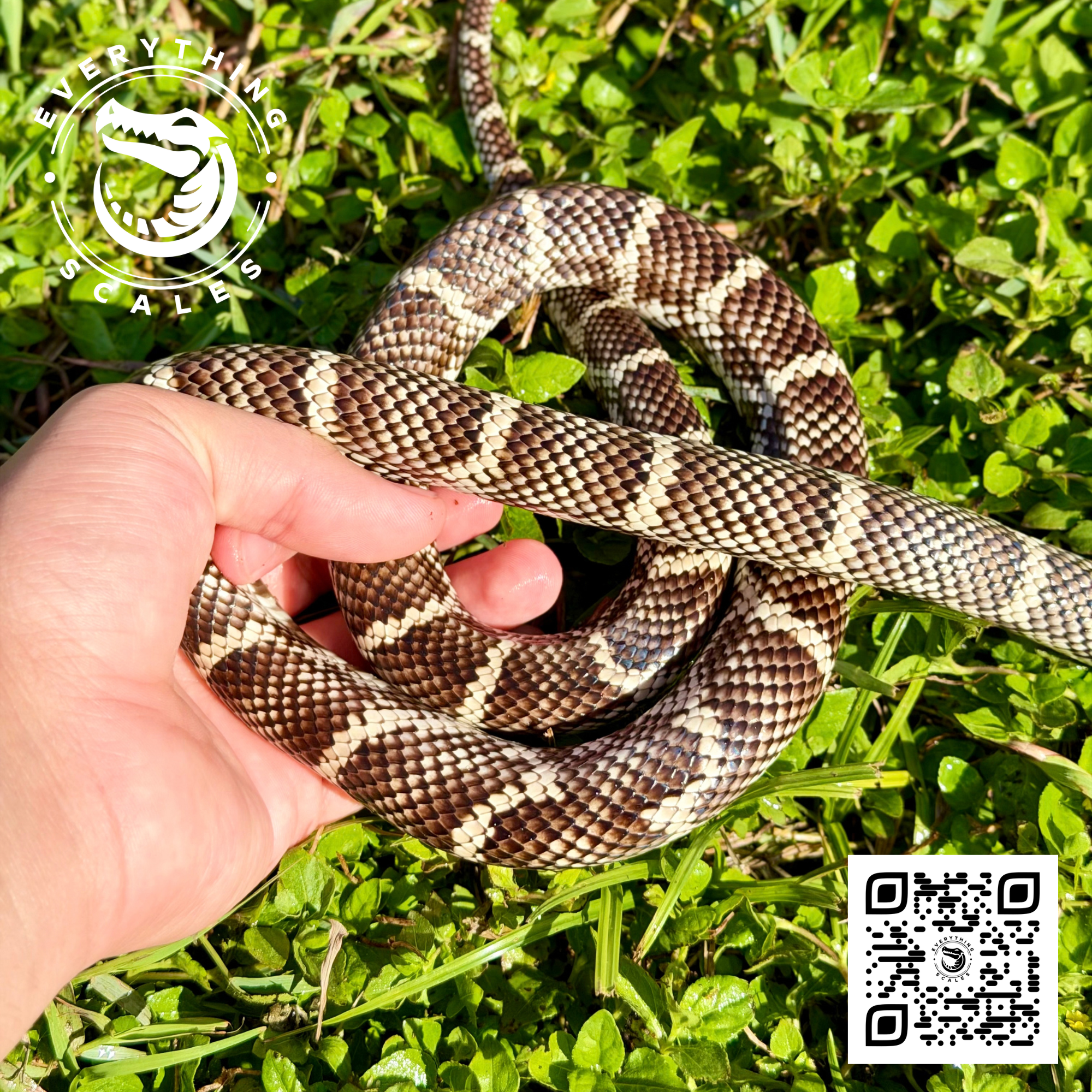 CHAIN KING JUV.png