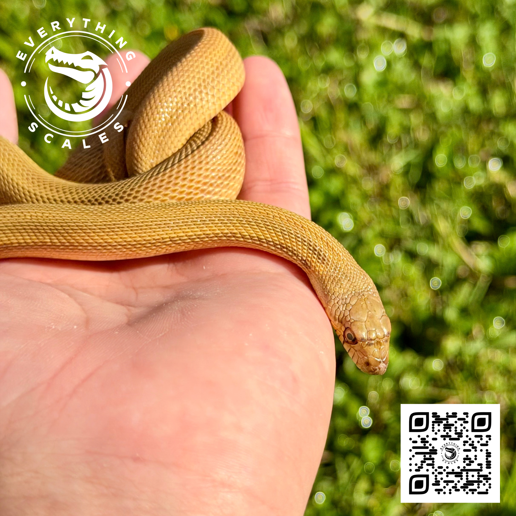 PATTERNLESS BULLSNAKE 4.png