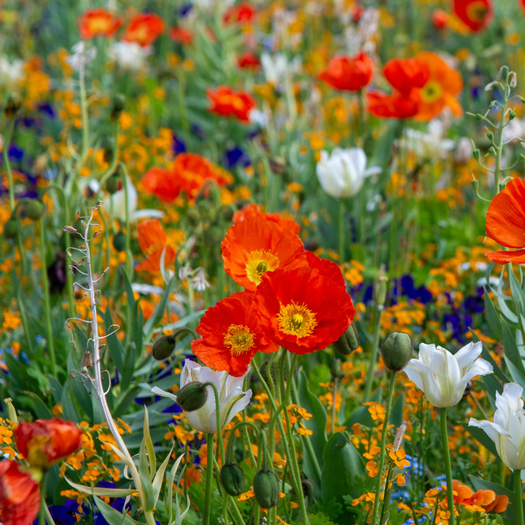 Research Publications