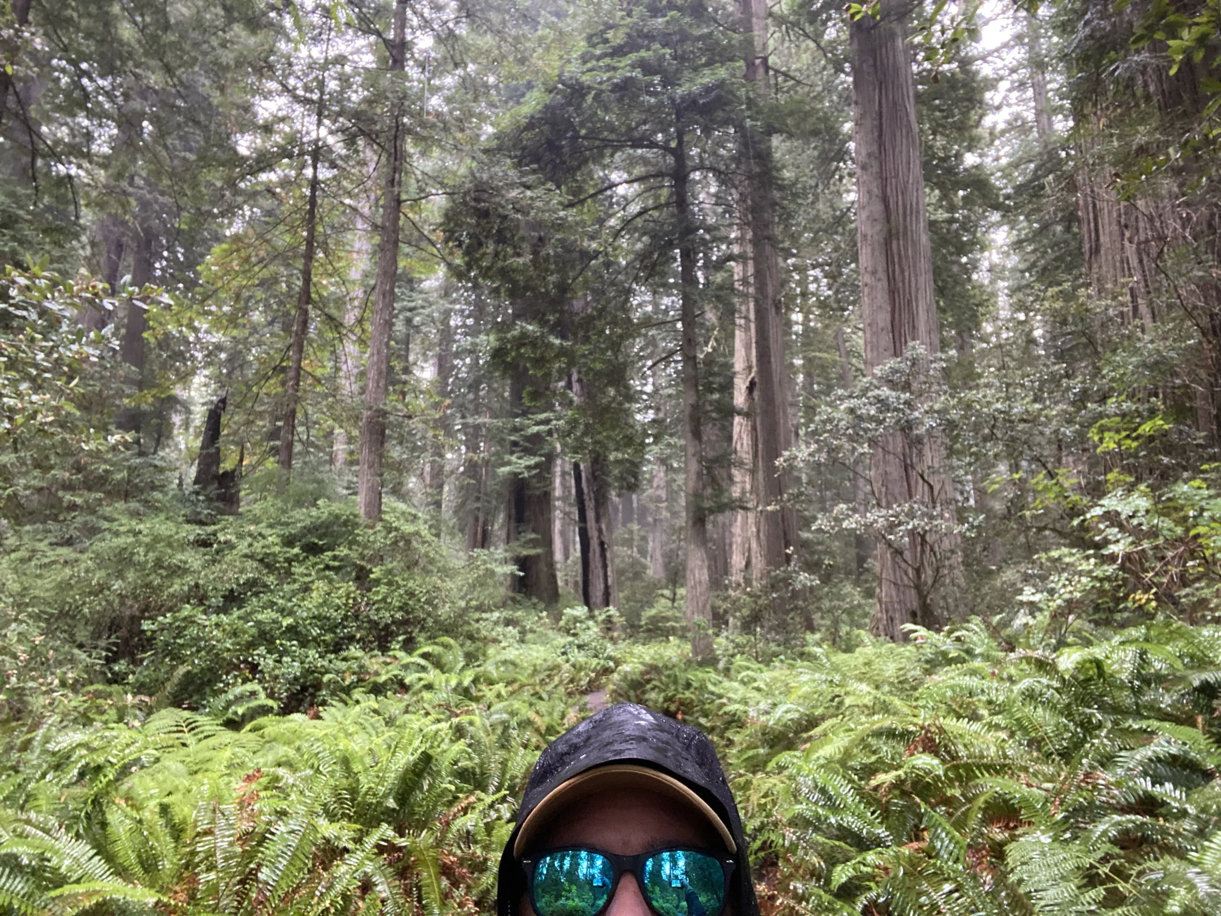Redwoods1.jpeg