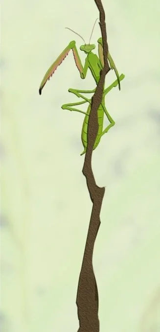 mbondi_mantid_sm.jpg