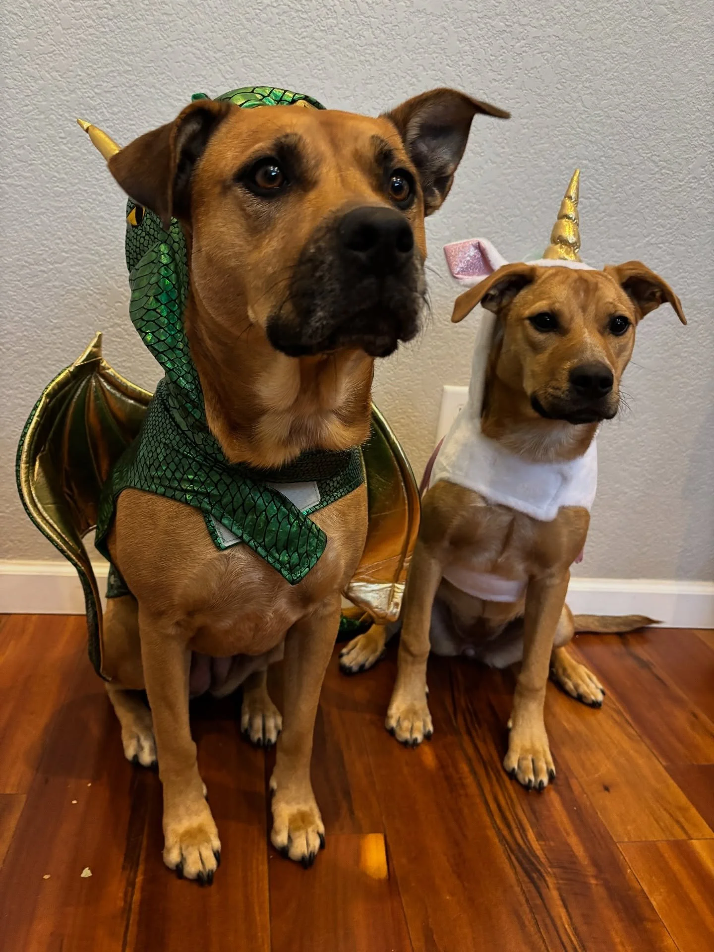 October highlights 🍁

🧡 Halloween w/ our little unicorn and ferocious dragon
🧡 Hot Chocolate 5k @ Wash Park 
🧡 Getting lapped by @ben_stuvs 
🧡 Fall sunsets &amp; the longest-lasting fall leaves 
🧡 Blanket-making for Children&rsquo;s Hospital ho