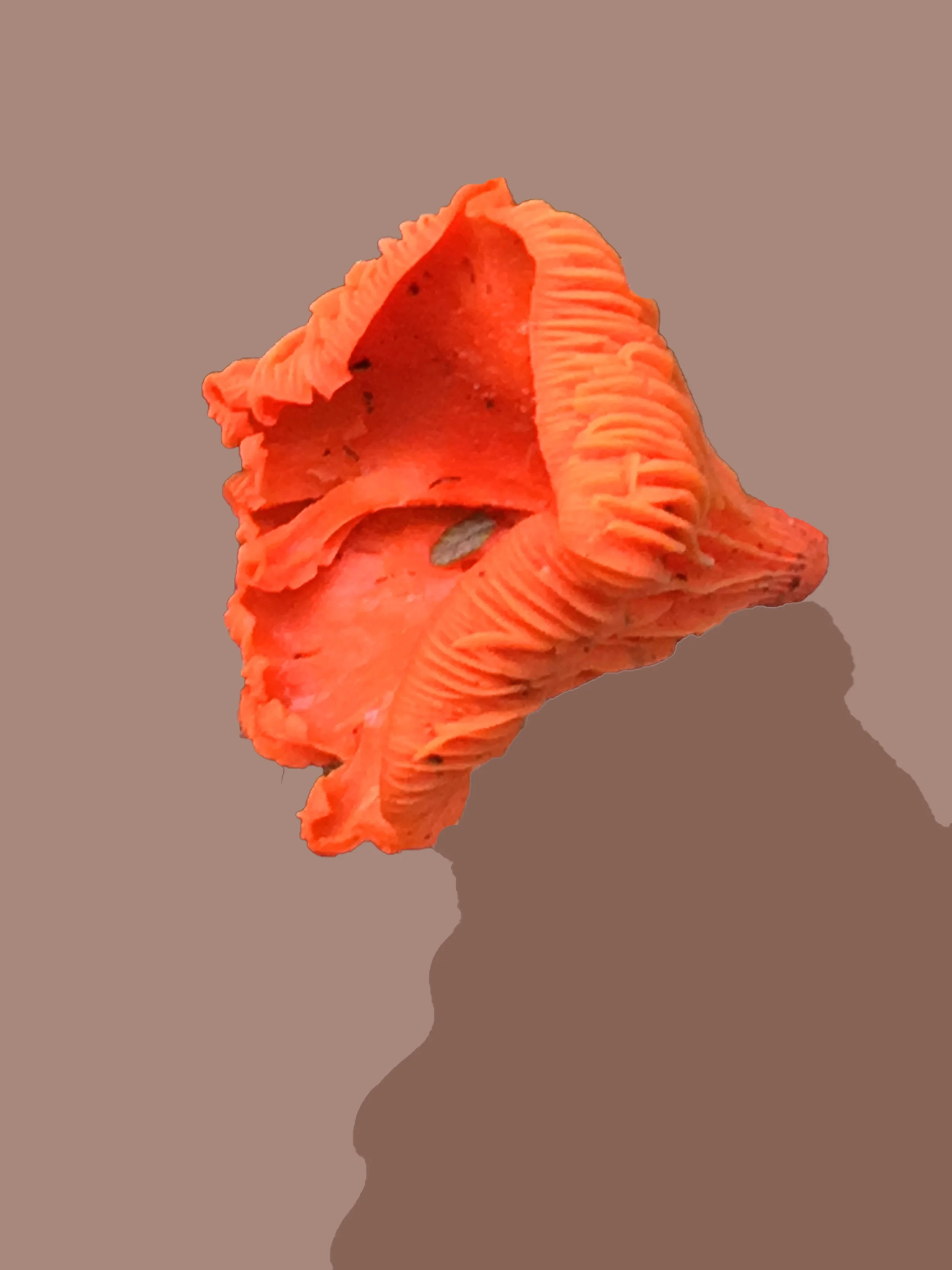 shroom_IMG_4918_01.jpg