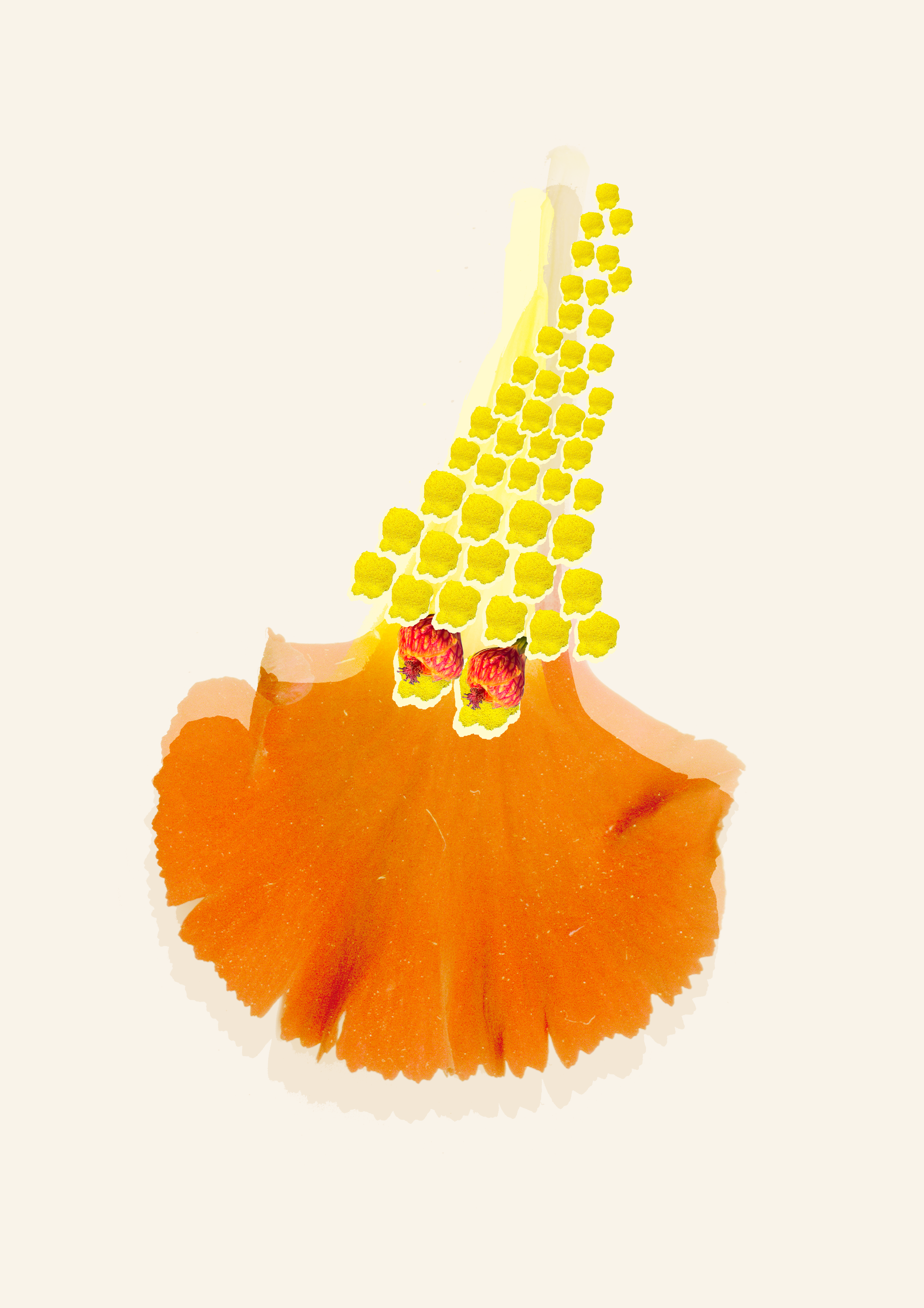 WORMRIDER.png