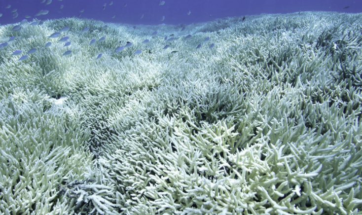 Environmental Injustice: Why Coral Bleaching is Detrimental to Coastal Communities