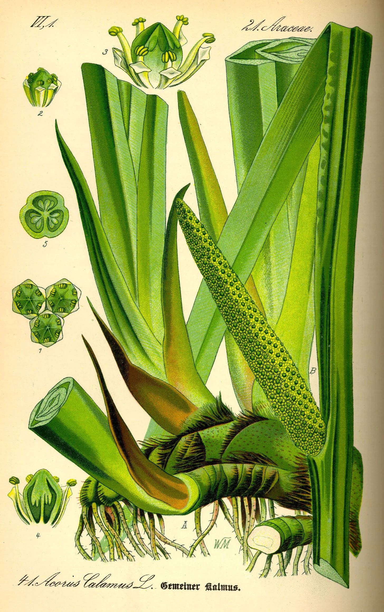Botanical illustration of Acorus calamus plant with detailed views of the flower, leaf structure, and roots, labeled with numbers for different parts.