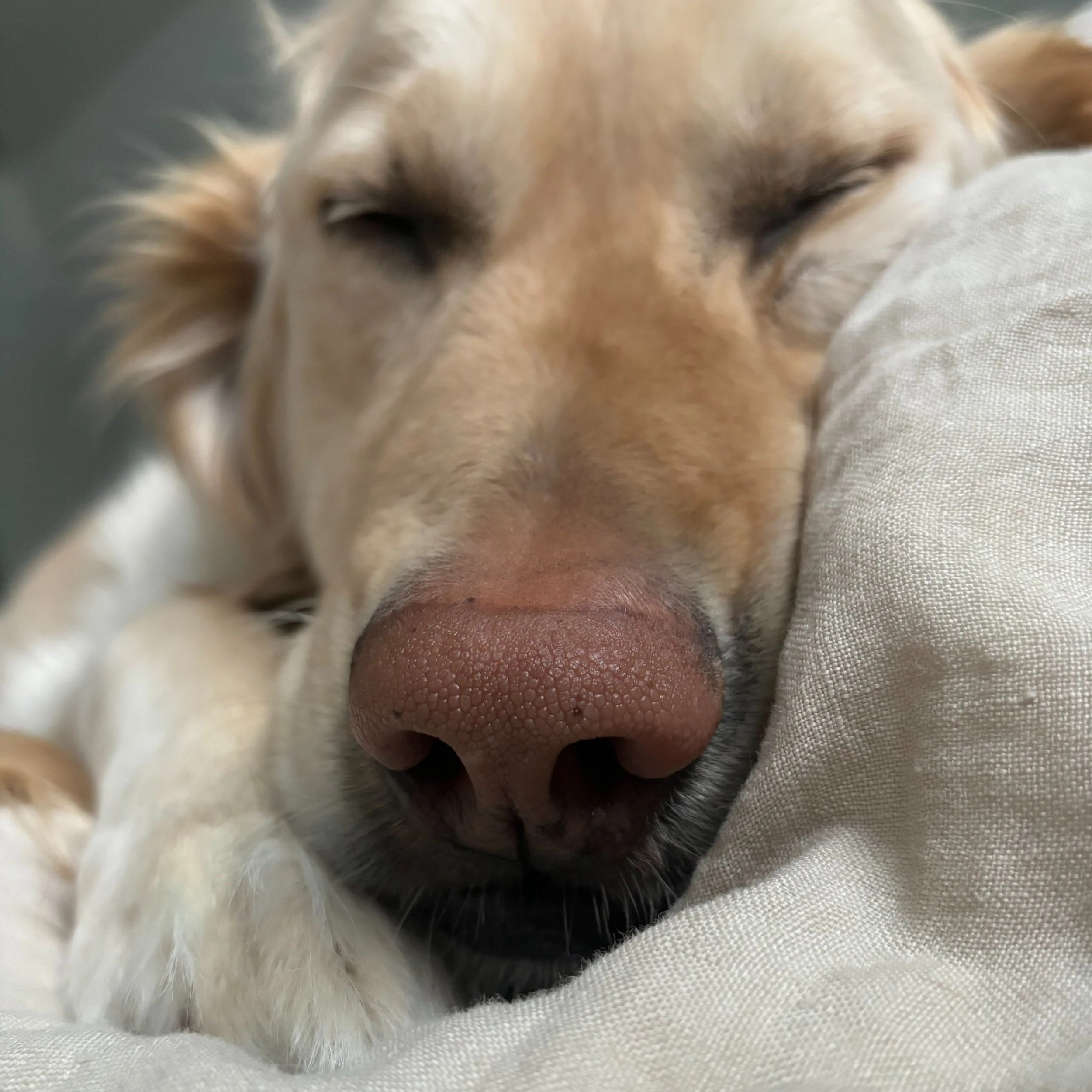 dog-sleeping.jpg