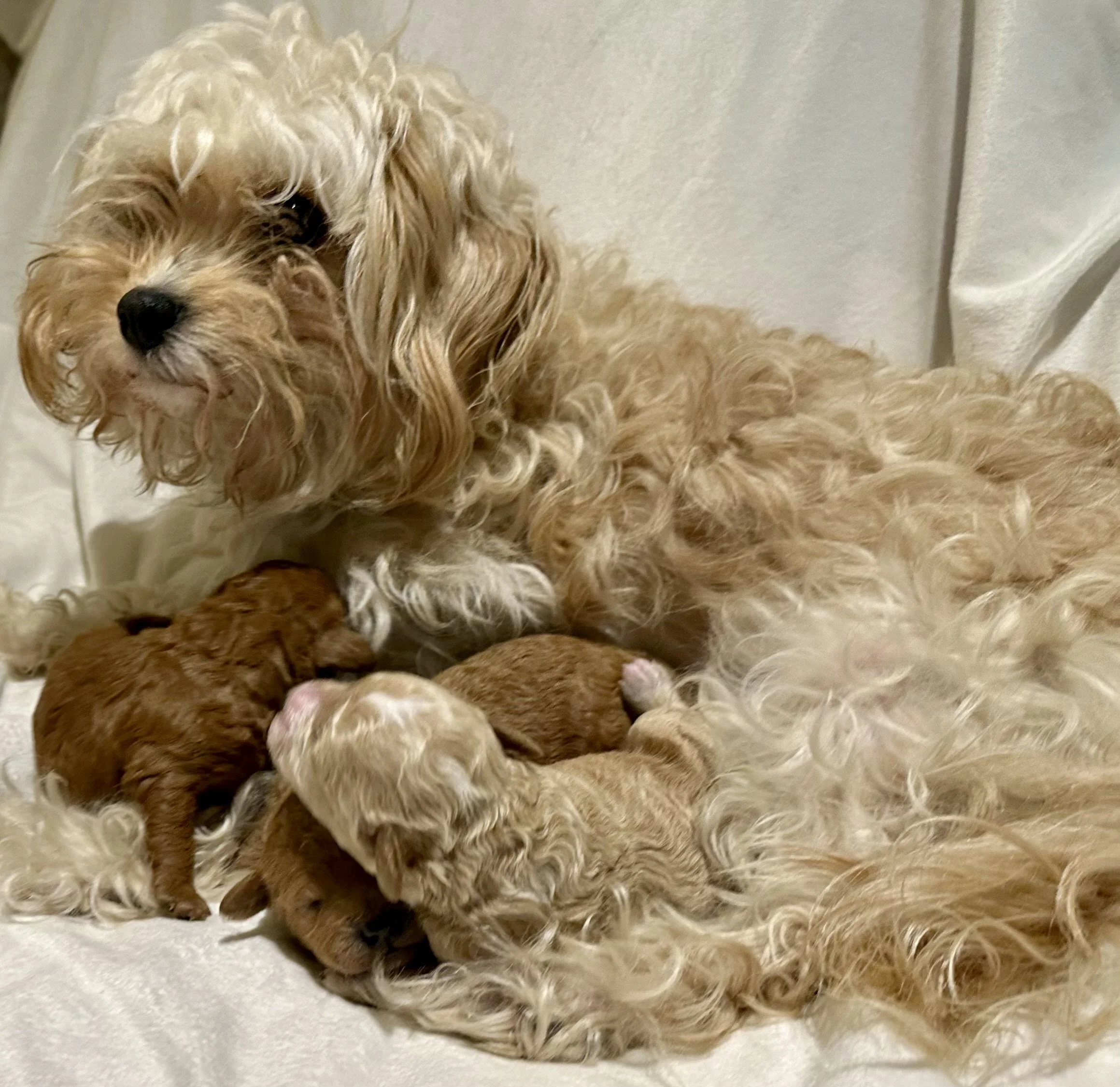 Forever Cavapoochon Puppies