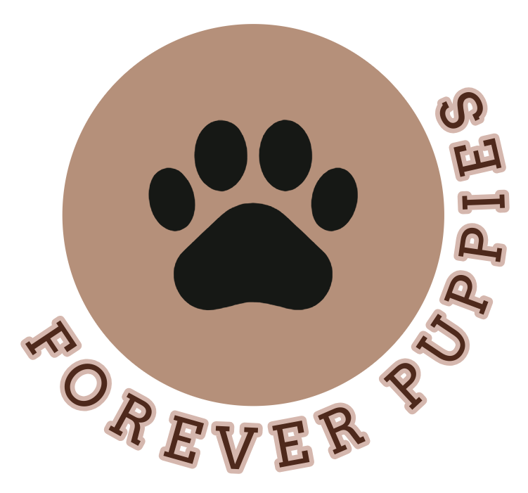 Forever Cavapoochon Puppies