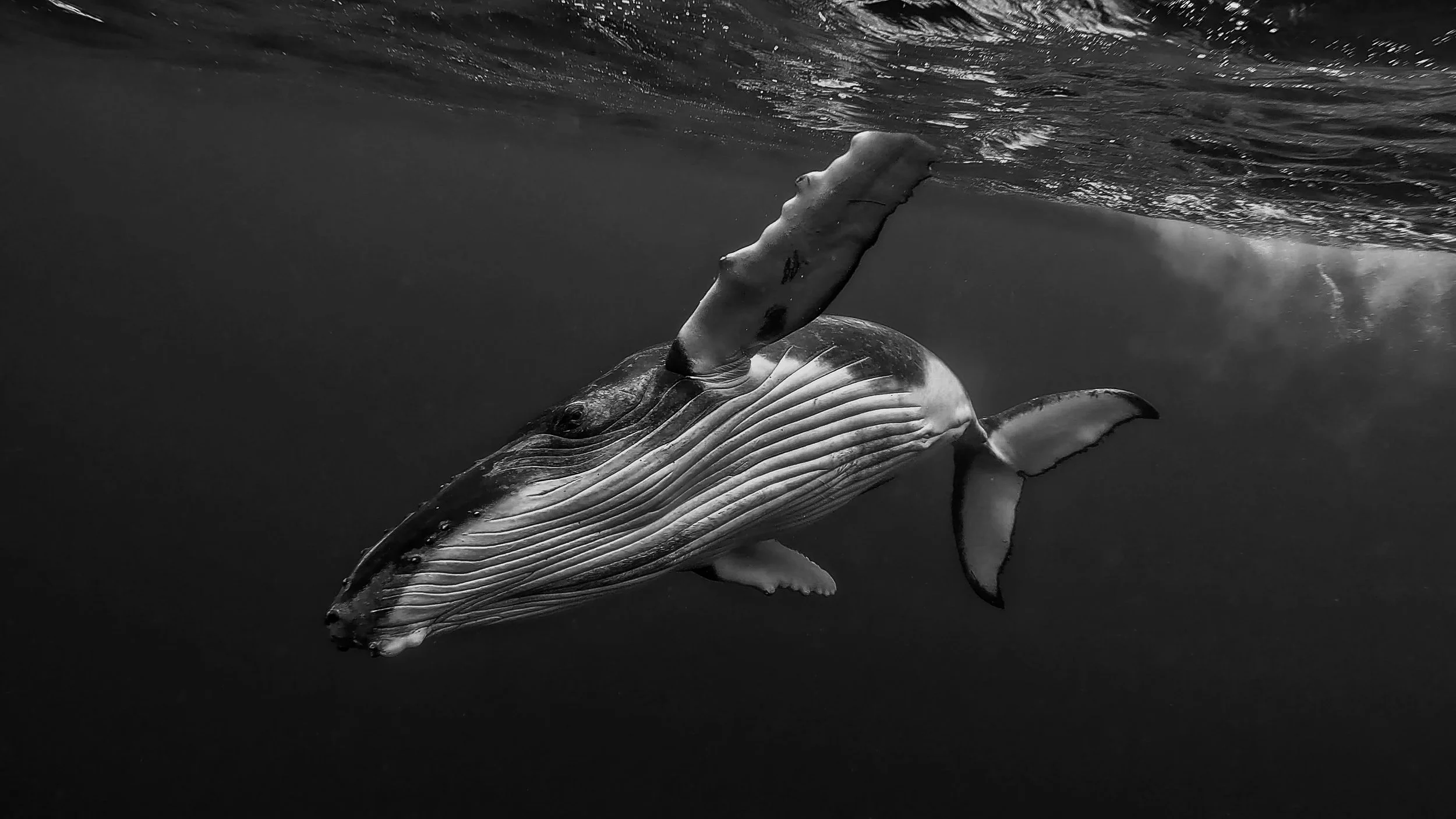 In celebration of World Photography Day this week, I have to share my personal favourite image I&rsquo;ve taken. 
It&rsquo;s not technically perfect. I&rsquo;d love the moment back again with all I&rsquo;ve learned since - however that&rsquo;s not th