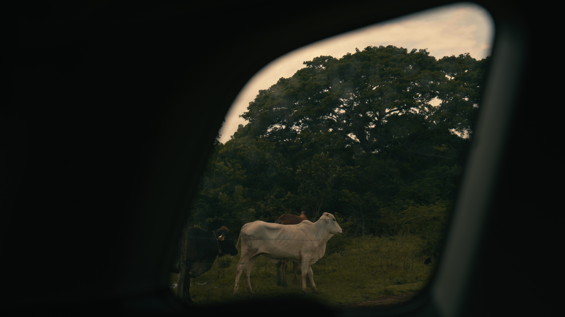 tho stills_1.16.1.png