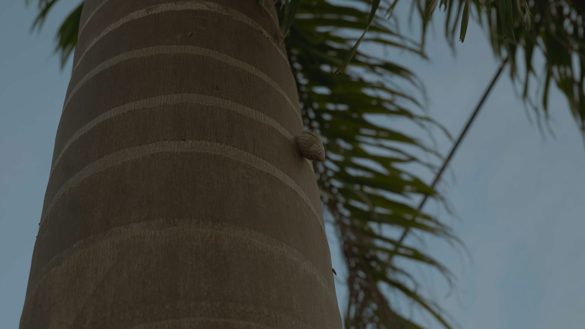 tho stills_1.11.1.png