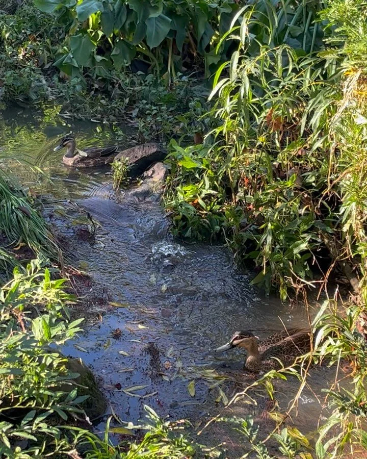 If you&rsquo;re a Nature Talking family, you probably know that our sessions take place along Bracken Creek, a special lil branch of Merri Creek. 🌀🩵

But what you might not know is that there&rsquo;s a local volunteer group caring for this exact ar