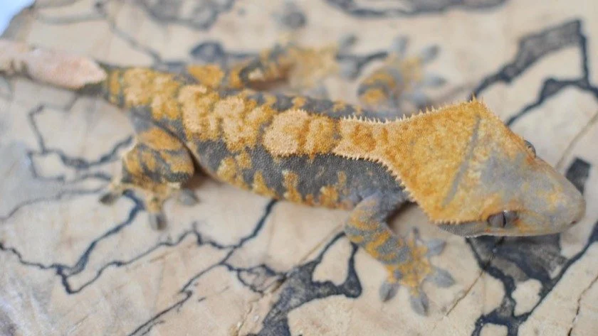 Up on @morphmarket !! 🍊

#reptilesofinstagram #geckos #reptile #reptiles #crestedgeckosofinstagram #crestedgecko #crested #gecko #lizards #ciliatus #petsofinstagram #animal #animalsofinstagram #crestie #pet #pangeareptile #correlophusciliatus #chaho