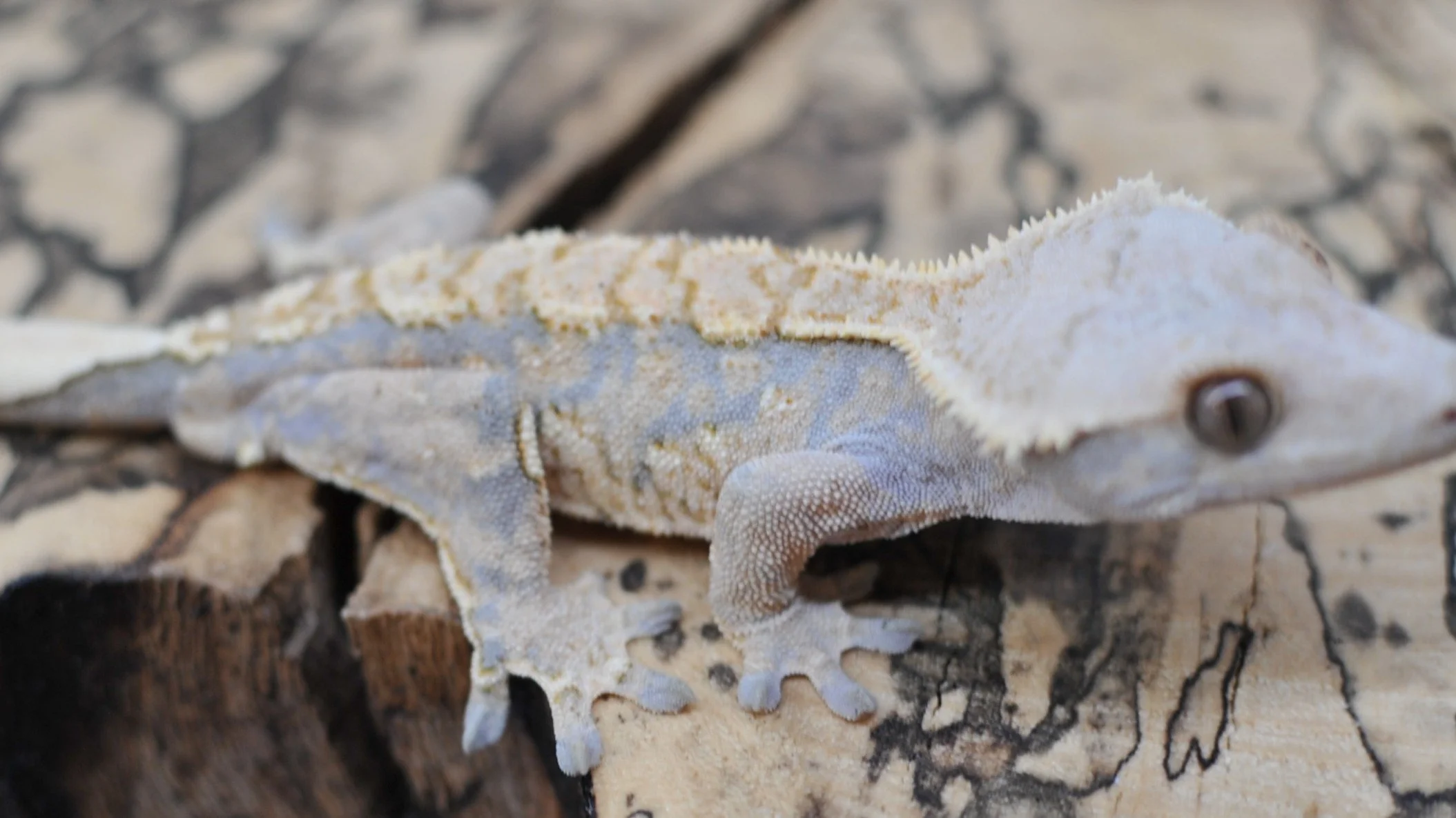 Up on @morphmarket Auctions !! 

#reptilesofinstagram #geckos #reptile #reptiles #crestedgeckosofinstagram #crestedgecko #crested #gecko #lizards #ciliatus #petsofinstagram #animal #animalsofinstagram #crestie #pet #pangeareptile #correlophusciliatus