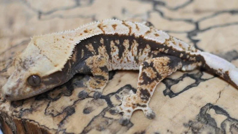 Up on @morphmarket Auctions !! 

#reptilesofinstagram #geckos #reptile #reptiles #crestedgeckosofinstagram #crestedgecko #crested #gecko #lizards #ciliatus #petsofinstagram #animal #animalsofinstagram #crestie #pet #pangeareptile #correlophusciliatus