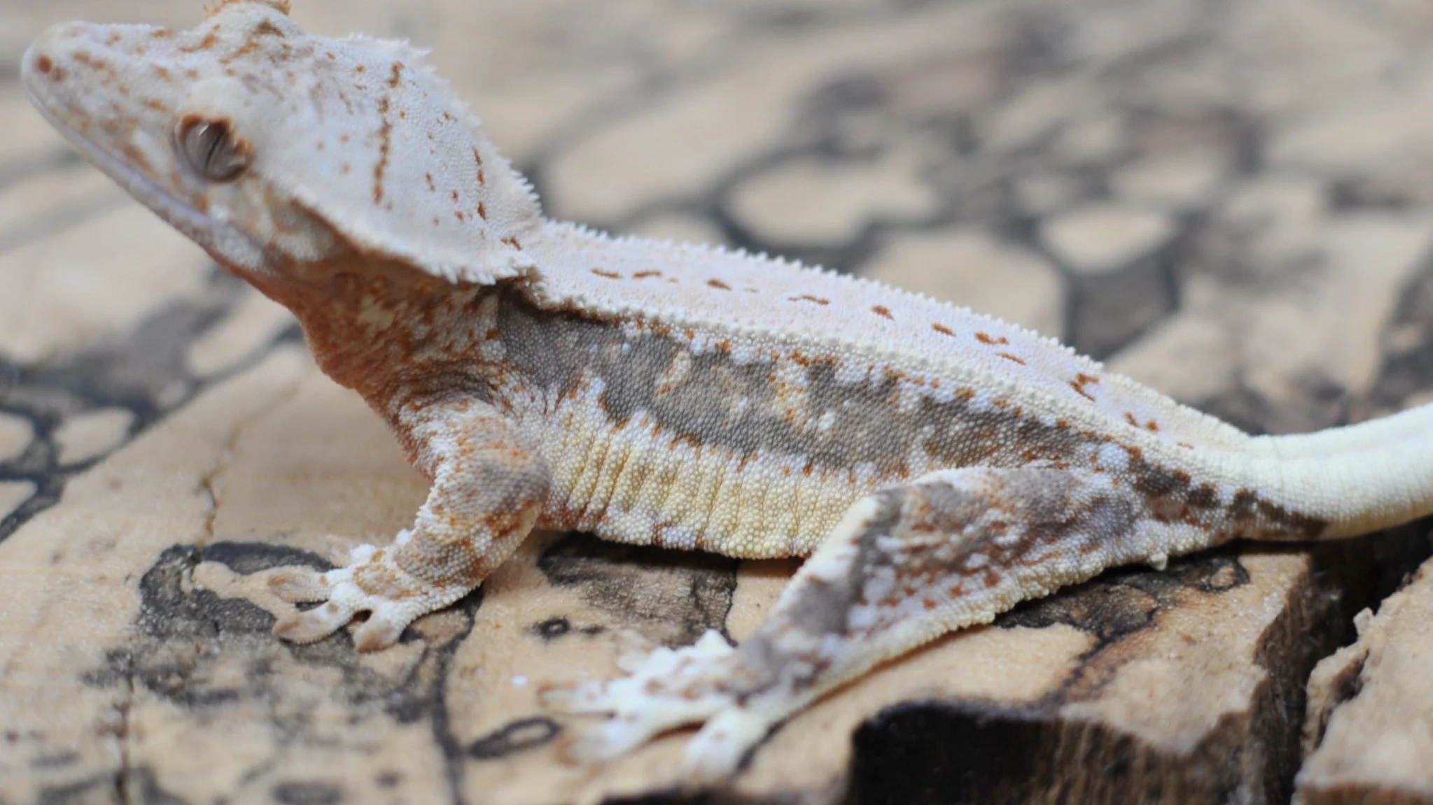 Check out this Lilly White on @morphmarket Auctions!

#reptilesofinstagram #geckos #reptile #reptiles #crestedgeckosofinstagram #crestedgecko #crested #gecko #lizards #ciliatus #petsofinstagram #animal #animalsofinstagram #crestie #pet #pangeareptile