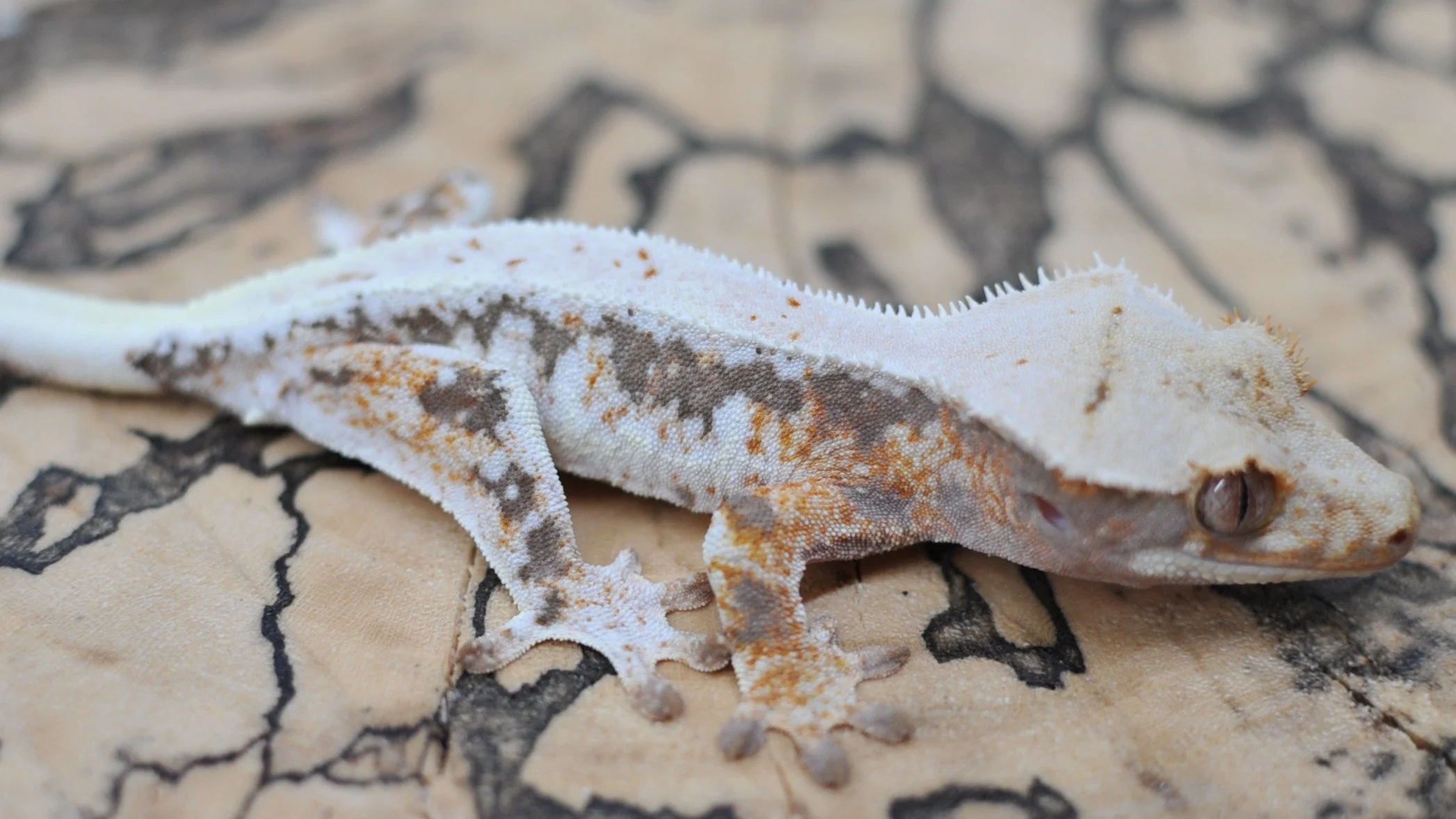 Check out this Lilly White on @morphmarket Auctions!

#reptilesofinstagram #geckos #reptile #reptiles #crestedgeckosofinstagram #crestedgecko #crested #gecko #lizards #ciliatus #petsofinstagram #animal #animalsofinstagram #crestie #pet #pangeareptile