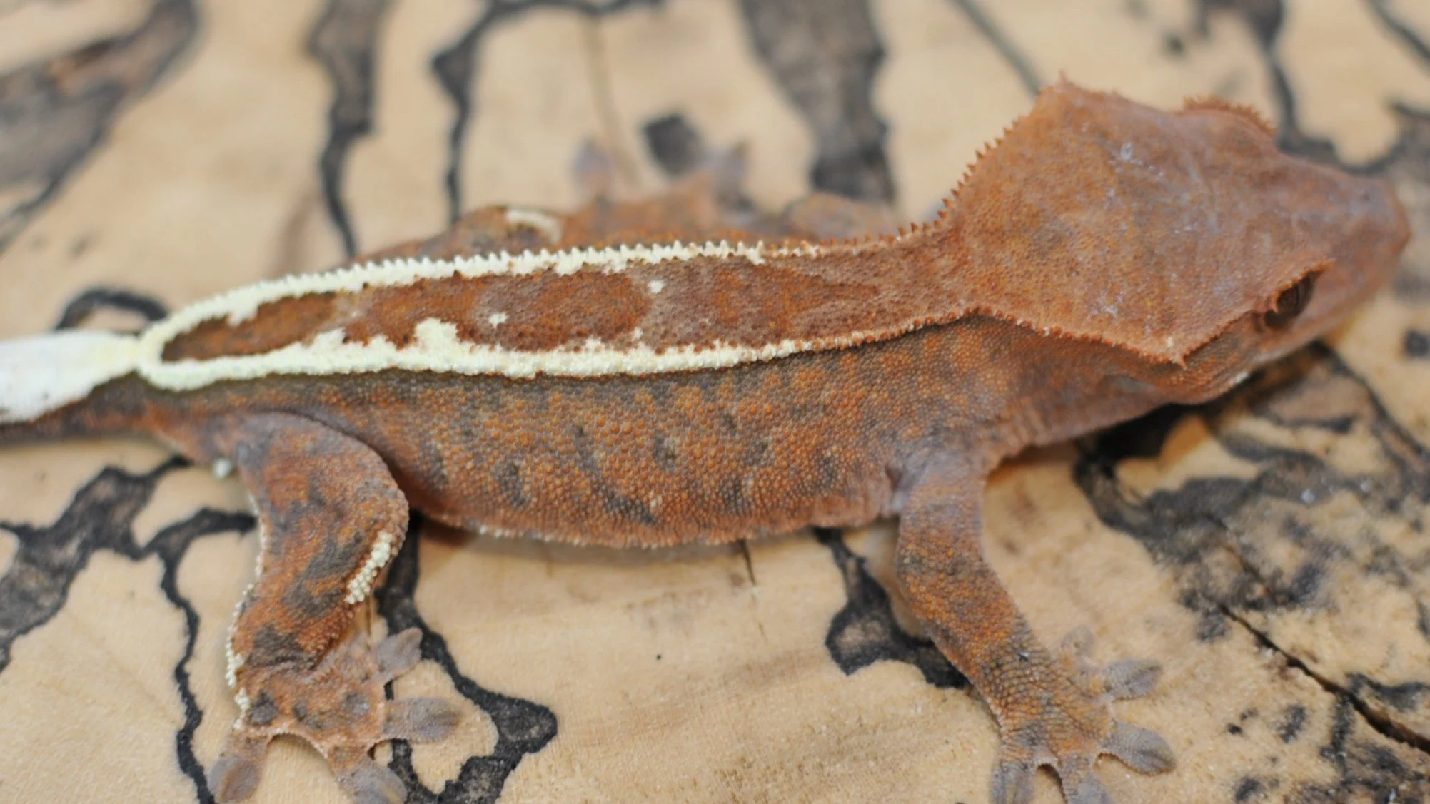 This one was pretty, sad she left the nest! 

#reptilesofinstagram #geckos #reptile #reptiles #crestedgeckosofinstagram #crestedgecko #crested #gecko #lizards #ciliatus #petsofinstagram #animal #animalsofinstagram #crestie #pet #pangeareptile #correl