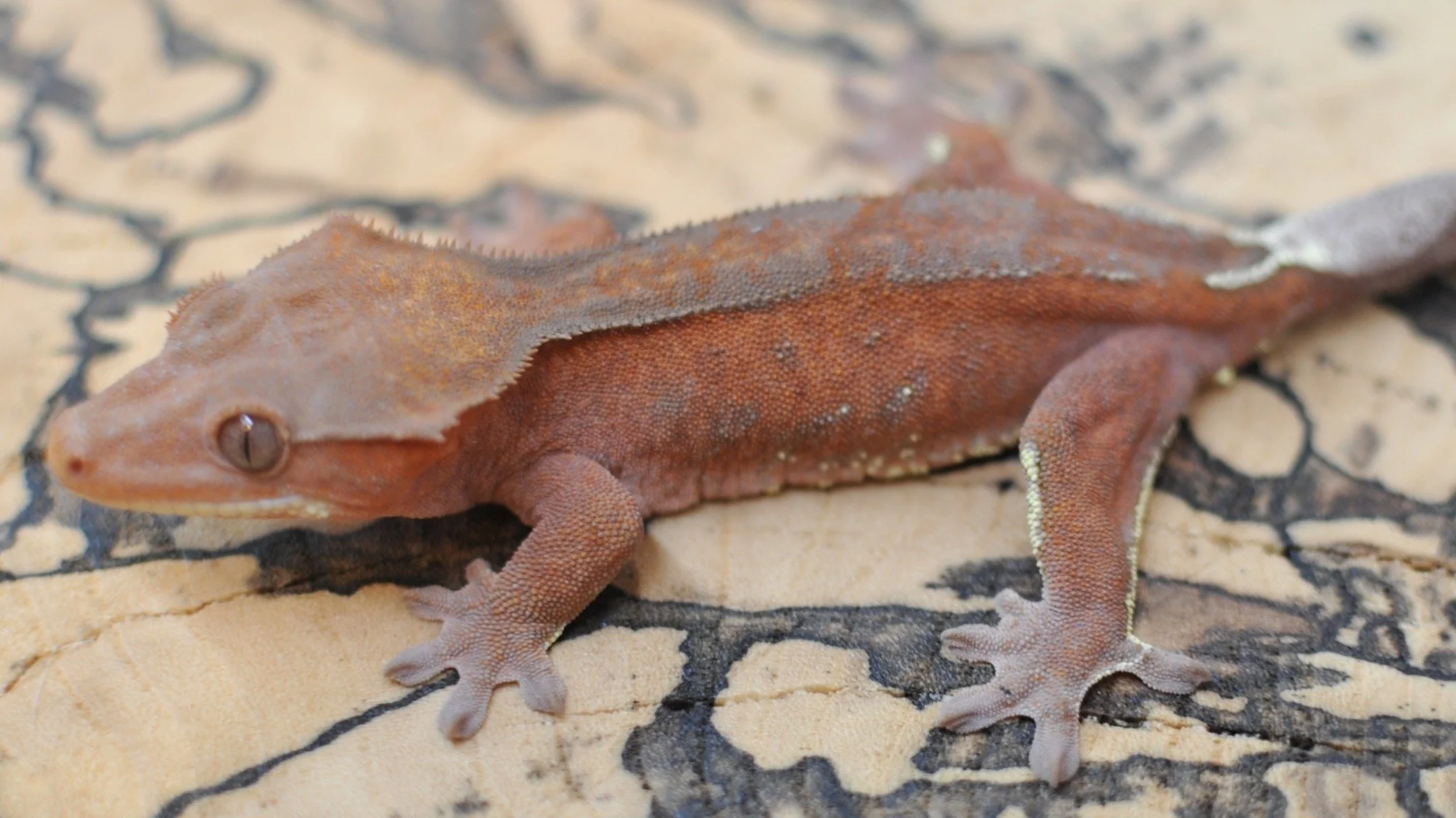 Check out this beauty on @morphmarket Auctions!

#reptilesofinstagram #geckos #reptile #reptiles #crestedgeckosofinstagram #crestedgecko #crested #gecko #lizards #ciliatus #petsofinstagram #animal #animalsofinstagram #crestie #pet #pangeareptile #cor