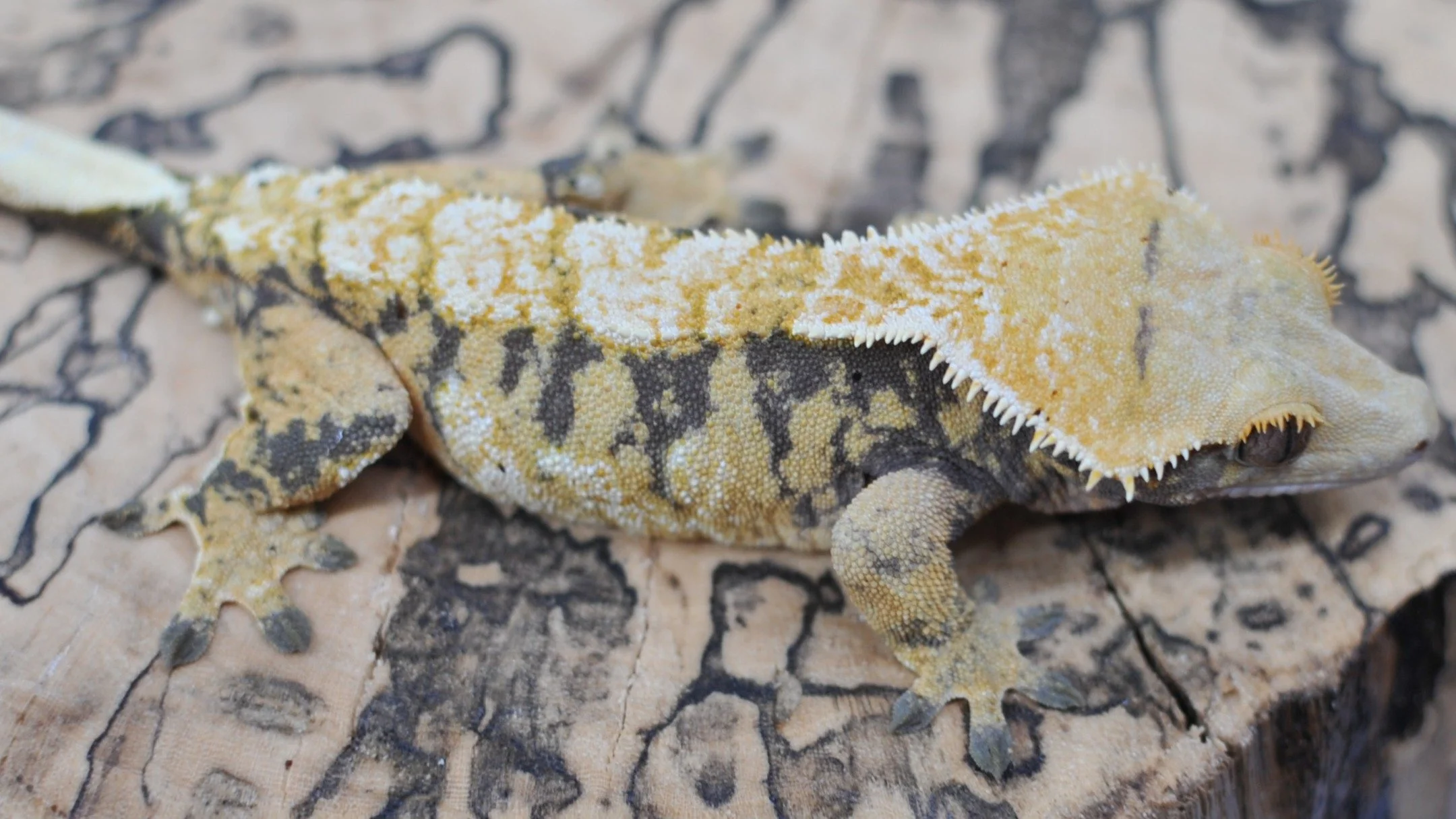 Two Tri-Color Breeders on @morphmarket Auctions as well.

#reptilesofinstagram #geckos #reptile #reptiles #crestedgeckosofinstagram #crestedgecko #crested #gecko #lizards #ciliatus #petsofinstagram #animal #animalsofinstagram #crestie #pet #pangearep