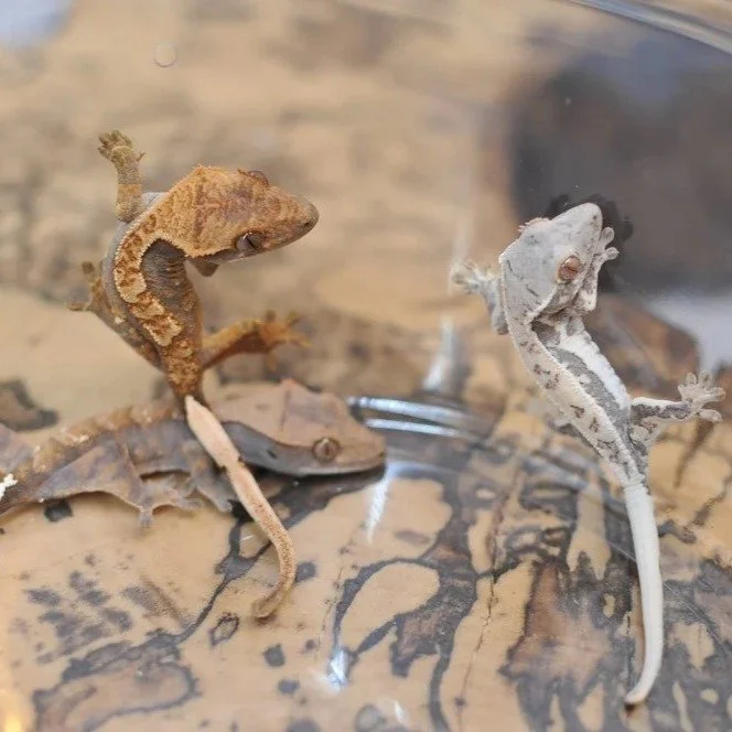 On @morphmarket Auctions: These listings are for Three Babies. 1x Normal, 1x Lilly White, 1x Cappuccino Combo Pack. This will be all of very high quality, all with tails. The Capp's are RCK line. None of the babies are sexed and chosen at random! The