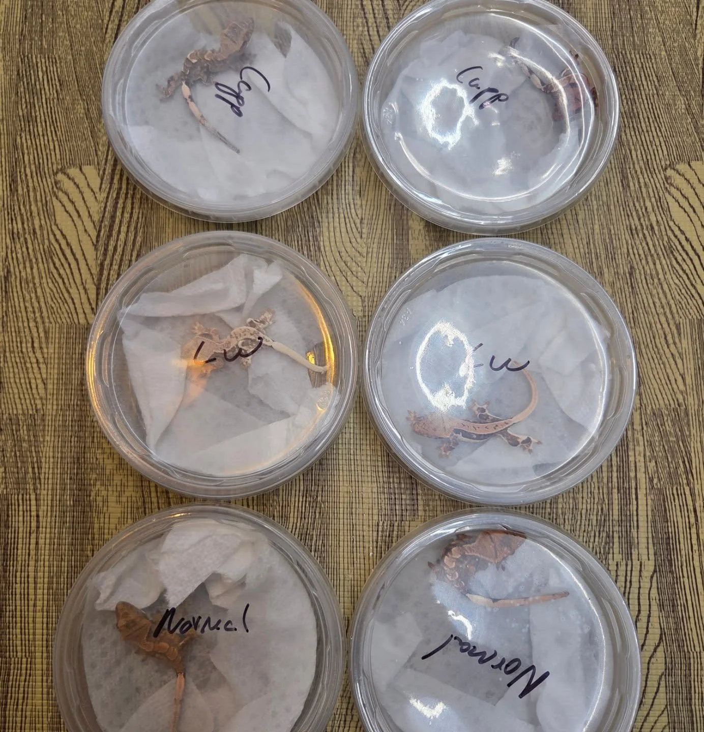 Shipping out some baby combo packs of Normals, Lilly Whites, and Capps. Beautiful high end crested geckos. I have two more listings on @morphmarket Auctions!

#reptilesofinstagram #geckos #reptile #reptiles #crestedgeckosofinstagram #crestedgecko #cr