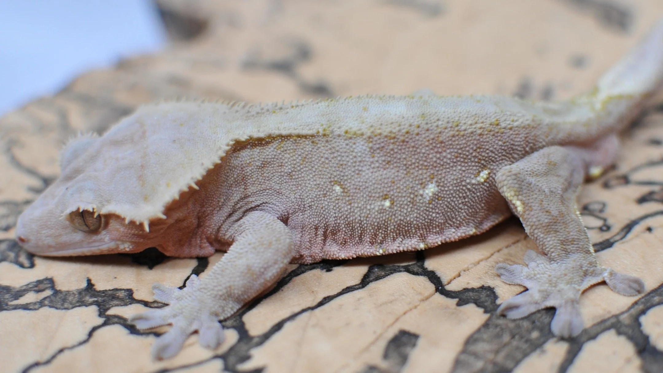 Anyone looking for a red 100% Het Axanthic? Check out @morphmarket 

#reptilesofinstagram #geckos #reptile #reptiles #crestedgeckosofinstagram #crestedgecko #crested #gecko #lizards #ciliatus #petsofinstagram #animal #animalsofinstagram #crestie #pet