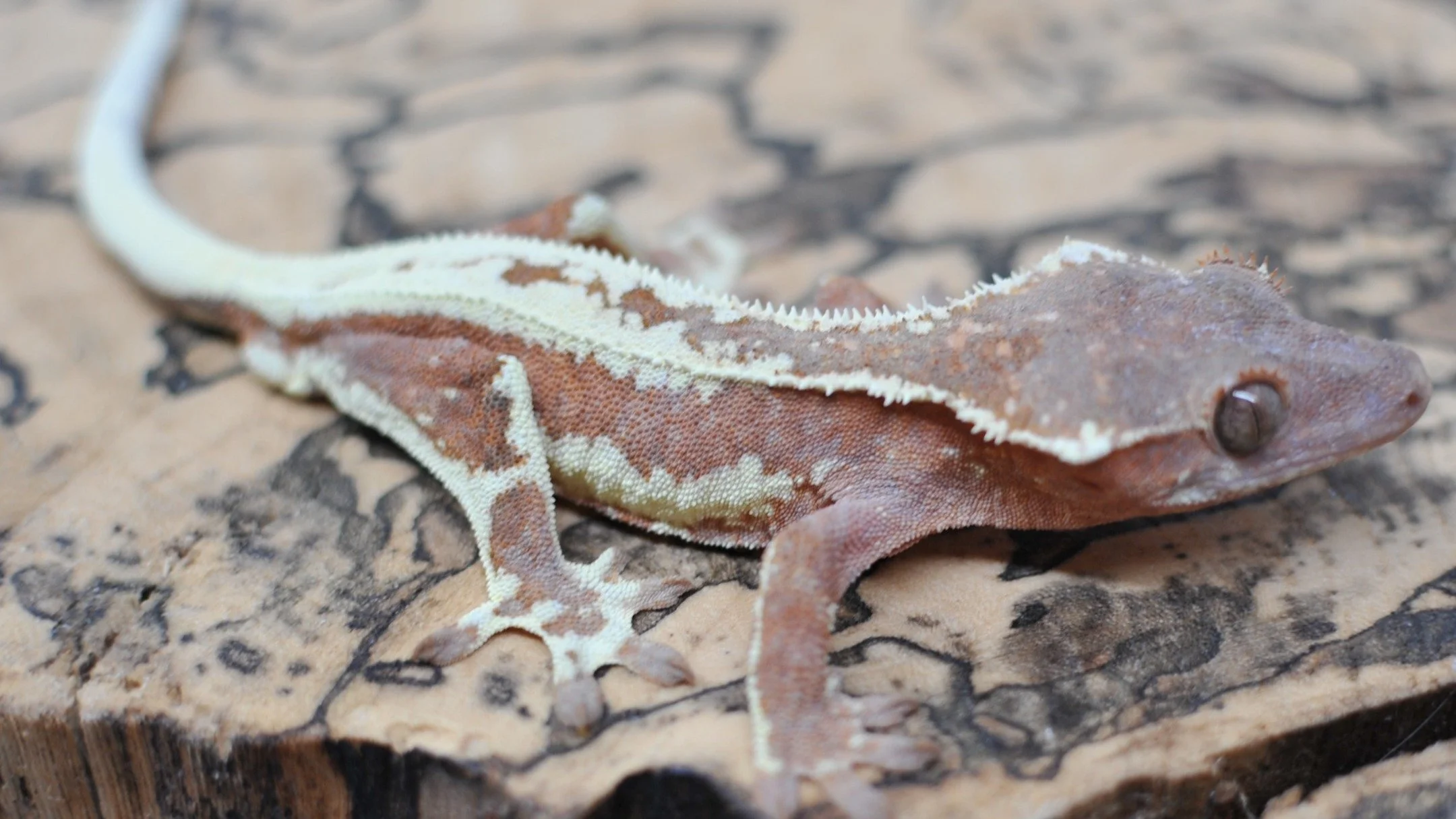 Finally winter is over and some nice geckos just hit @morphmarket Auctions!

#reptilesofinstagram #geckos #reptile #reptiles #crestedgeckosofinstagram #crestedgecko #crested #gecko #lizards #ciliatus #petsofinstagram #animal #animalsofinstagram #cres