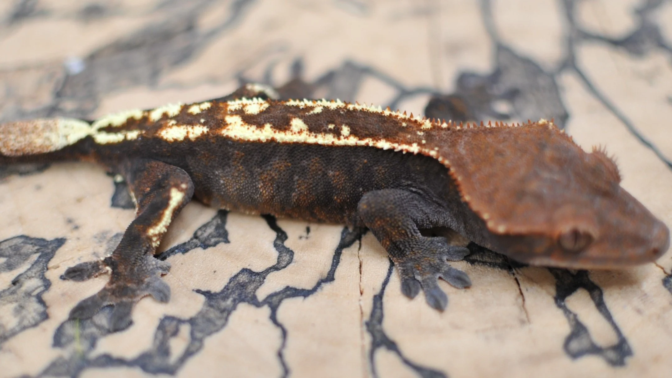 Another.

#reptilesofinstagram #geckos #reptile #reptiles #crestedgeckosofinstagram #crestedgecko #crested #gecko #lizards #ciliatus #petsofinstagram #animal #animalsofinstagram #crestie #pet #pangeareptile #correlophusciliatus #chahoua #crestedgecko