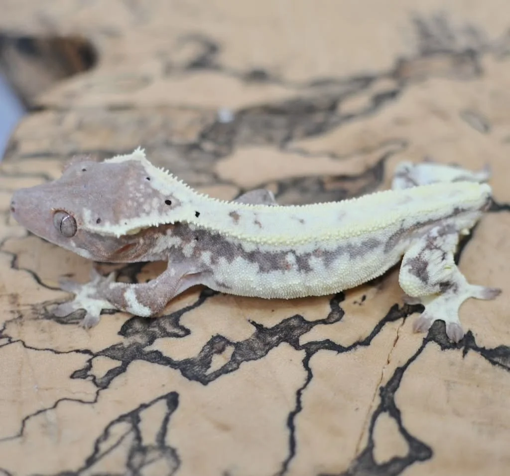 Check out this girl!
On @morphmarket Auctions

#crestedgecko #crestiesofinstagram #geckosofinstagram #reptilesofinstagram #reptilelover reptiles geckolife crestie spookgecko geckosofig reptilecommunity herpetology reptilebreeder exoticpets petsofinst