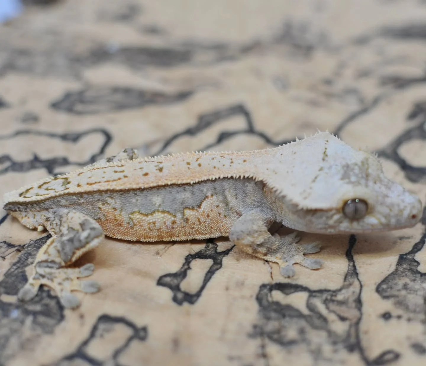 Stunner! On @morphmarket Auctions

#crestedgecko #crestiesofinstagram #geckosofinstagram #reptilesofinstagram #reptilelover reptiles geckolife crestie spookgecko geckosofig reptilecommunity herpetology reptilebreeder exoticpets petsofinstagram lizard