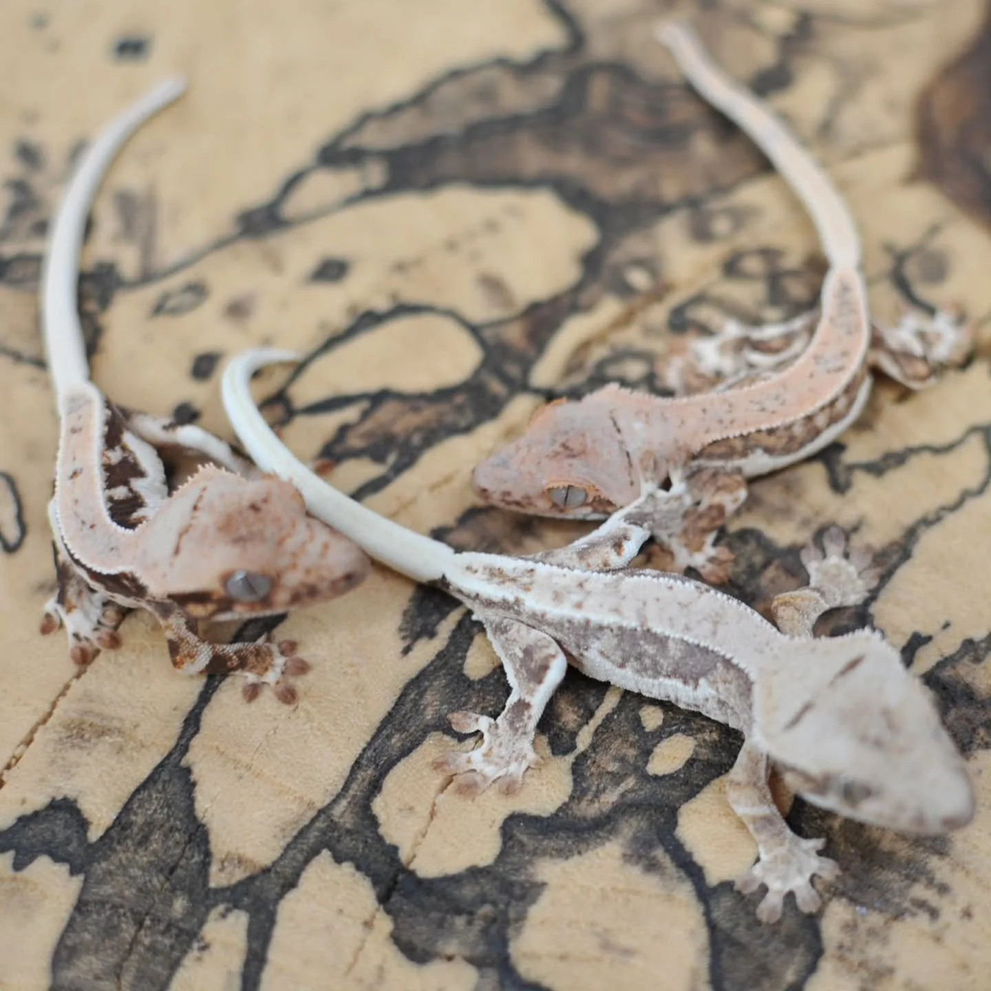 ⚪️⚪️⚪️⚪️⚪️