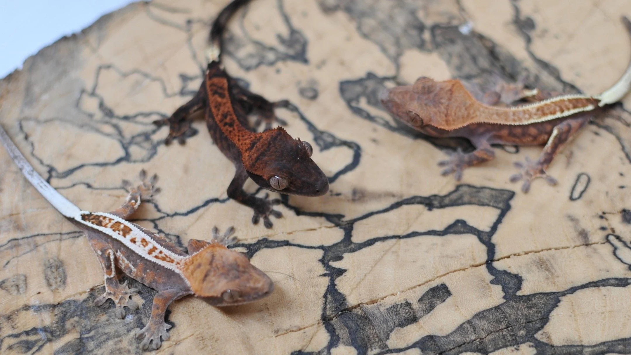 Up on @morphmarket Auctions and ending in 9 hours!
Go check out these Cappuccino's.