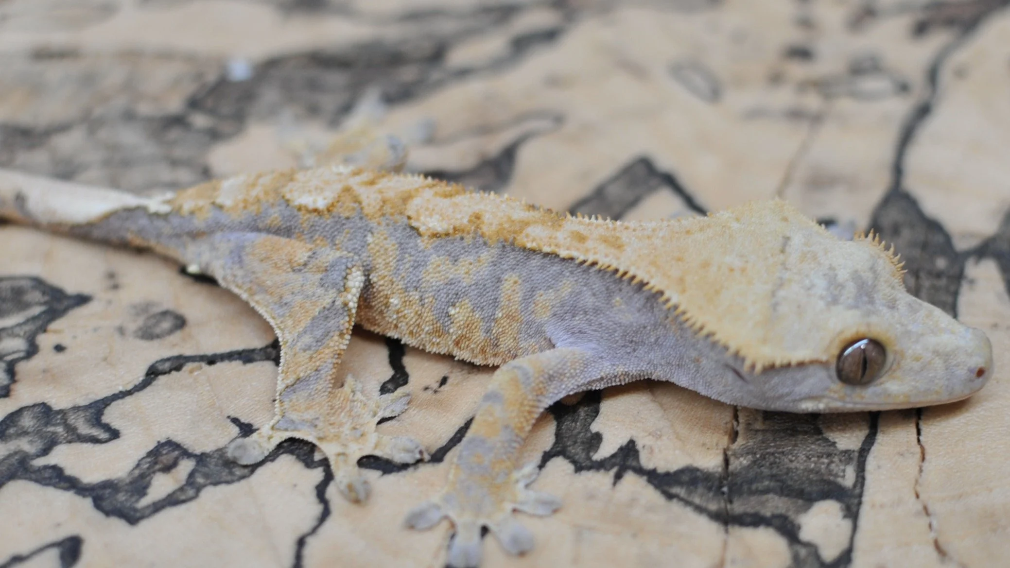 On @morphmarket Auctions!

#reptilesofinstagram #geckos #reptile #reptiles #crestedgeckosofinstagram #crestedgecko #crested #gecko #lizards #ciliatus #petsofinstagram #animal #animalsofinstagram #crestie #pet #pangeareptile #correlophusciliatus #chah