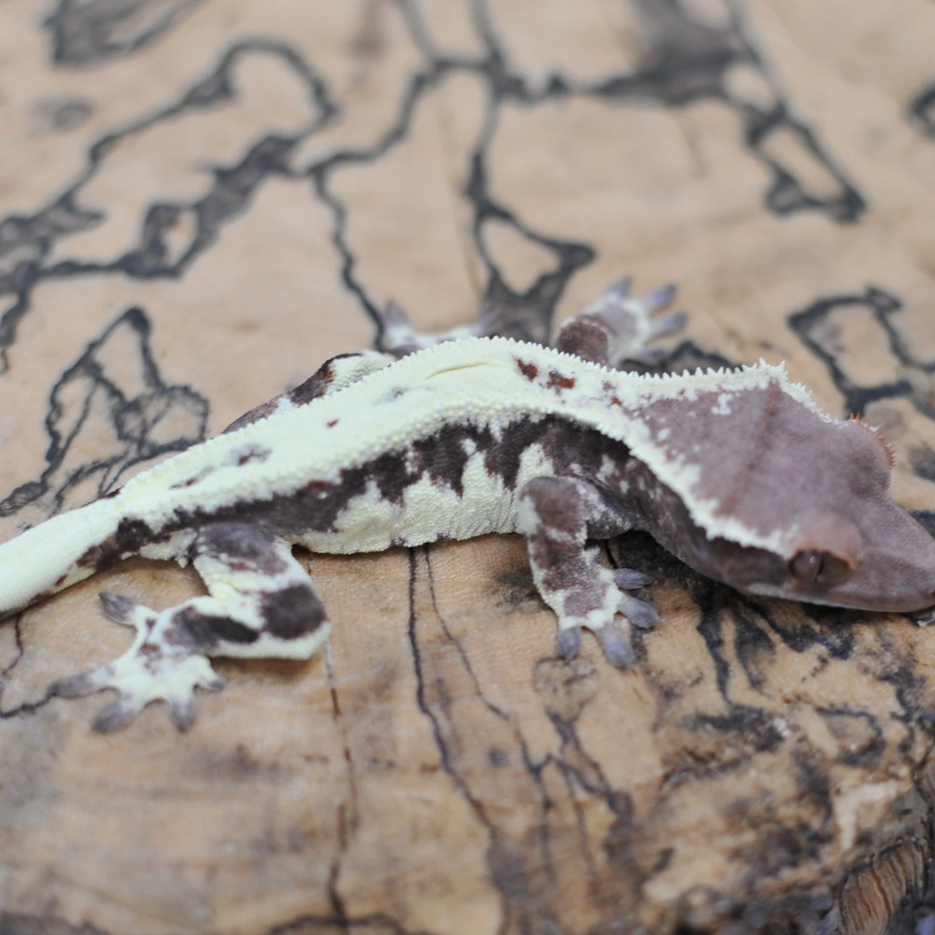 Frapp on @morphmarket Auctions!

#reptilesofinstagram #geckos #reptile #reptiles #crestedgeckosofinstagram #crestedgecko #crested #gecko #lizards #ciliatus #petsofinstagram #animal #animalsofinstagram #crestie #pet #pangeareptile #correlophusciliatus