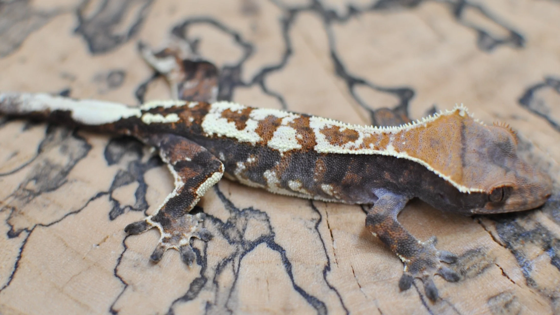 Ridiculous RCK Cross Cappuccino with Amazing Dorsal on @morphmarket Auctions!

#reptilesofinstagram #geckos #reptile #reptiles #crestedgeckosofinstagram #crestedgecko #crested #gecko #lizards #ciliatus #petsofinstagram #animal #animalsofinstagram #cr