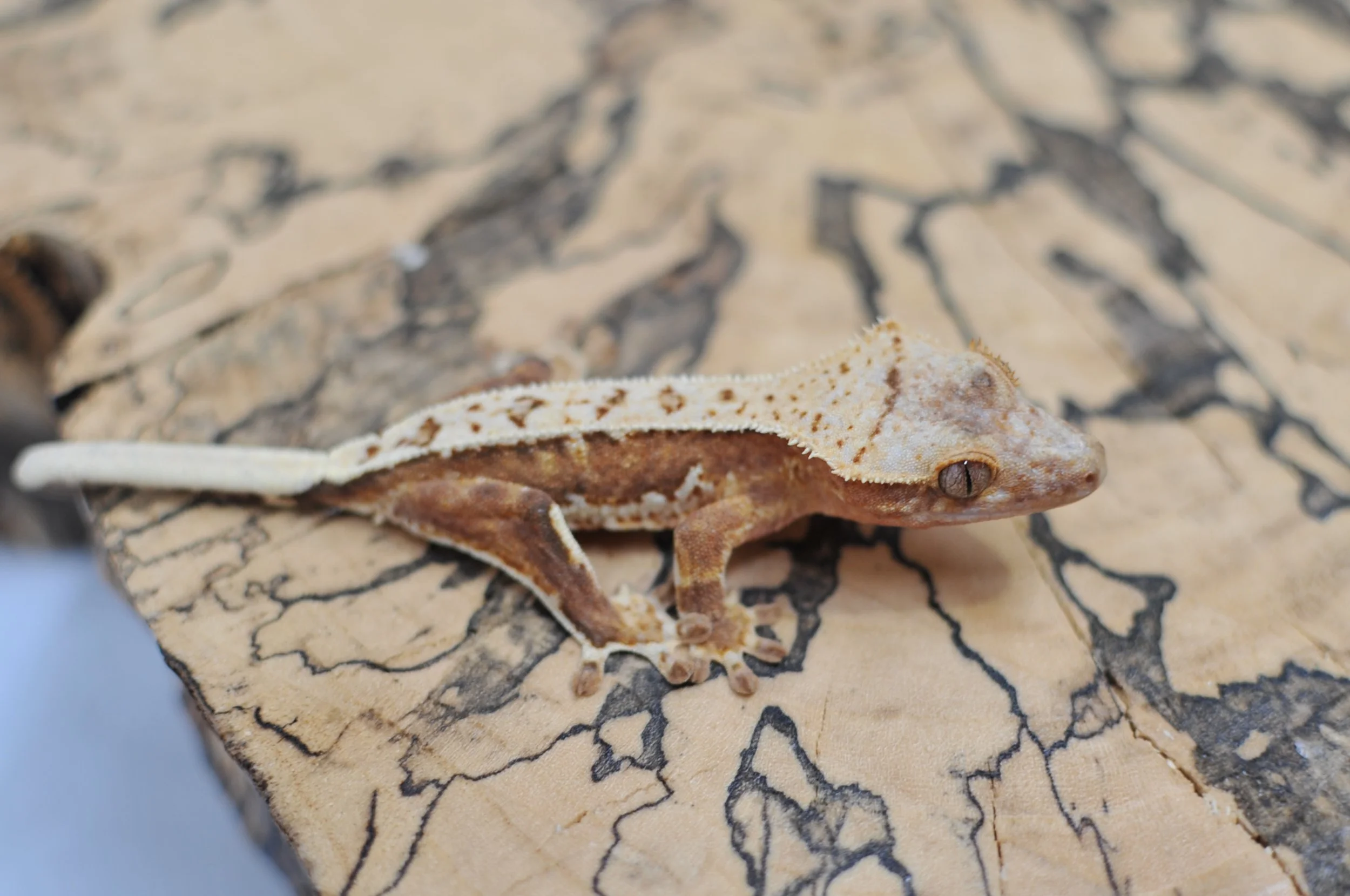 DSC_8837.JPG