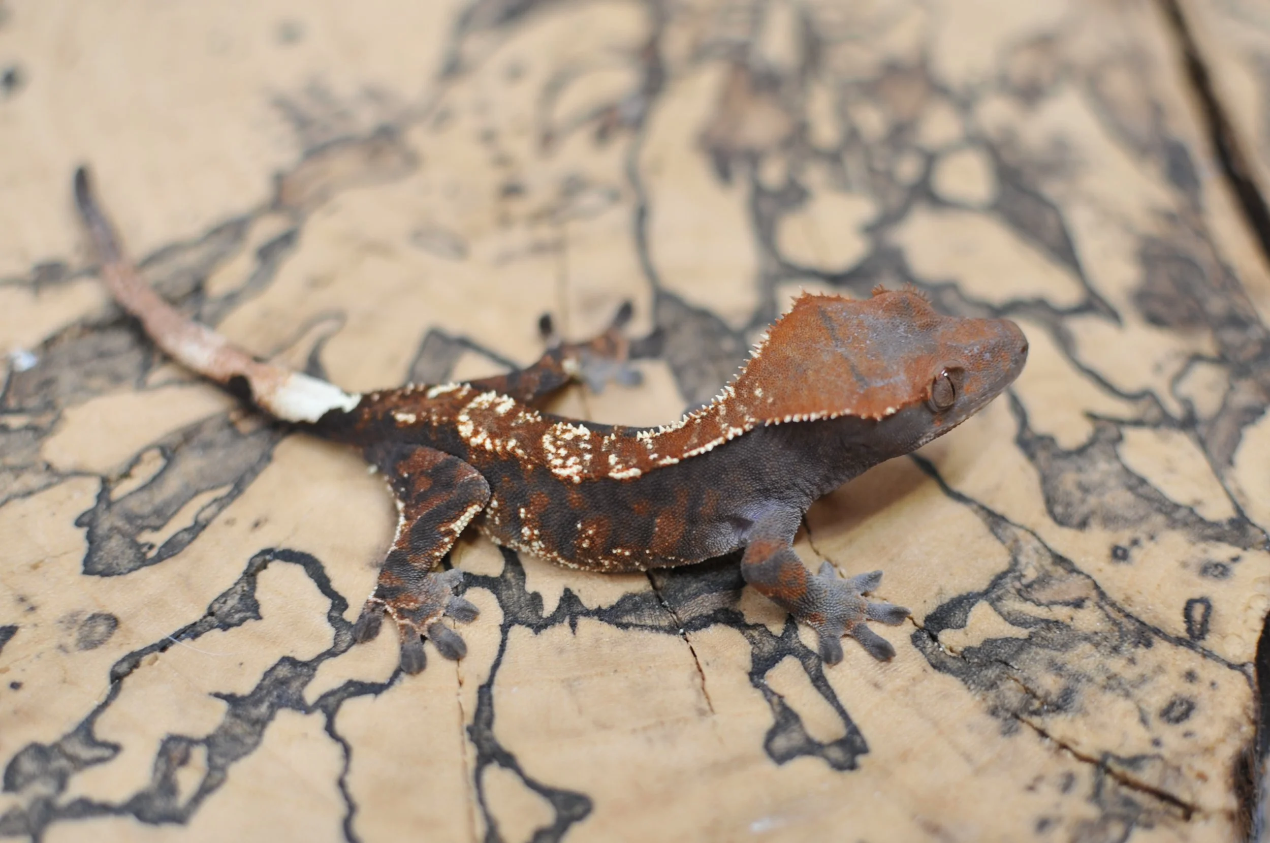 Beautiful Black and Orange RCK Cross Tiger Cappuccino