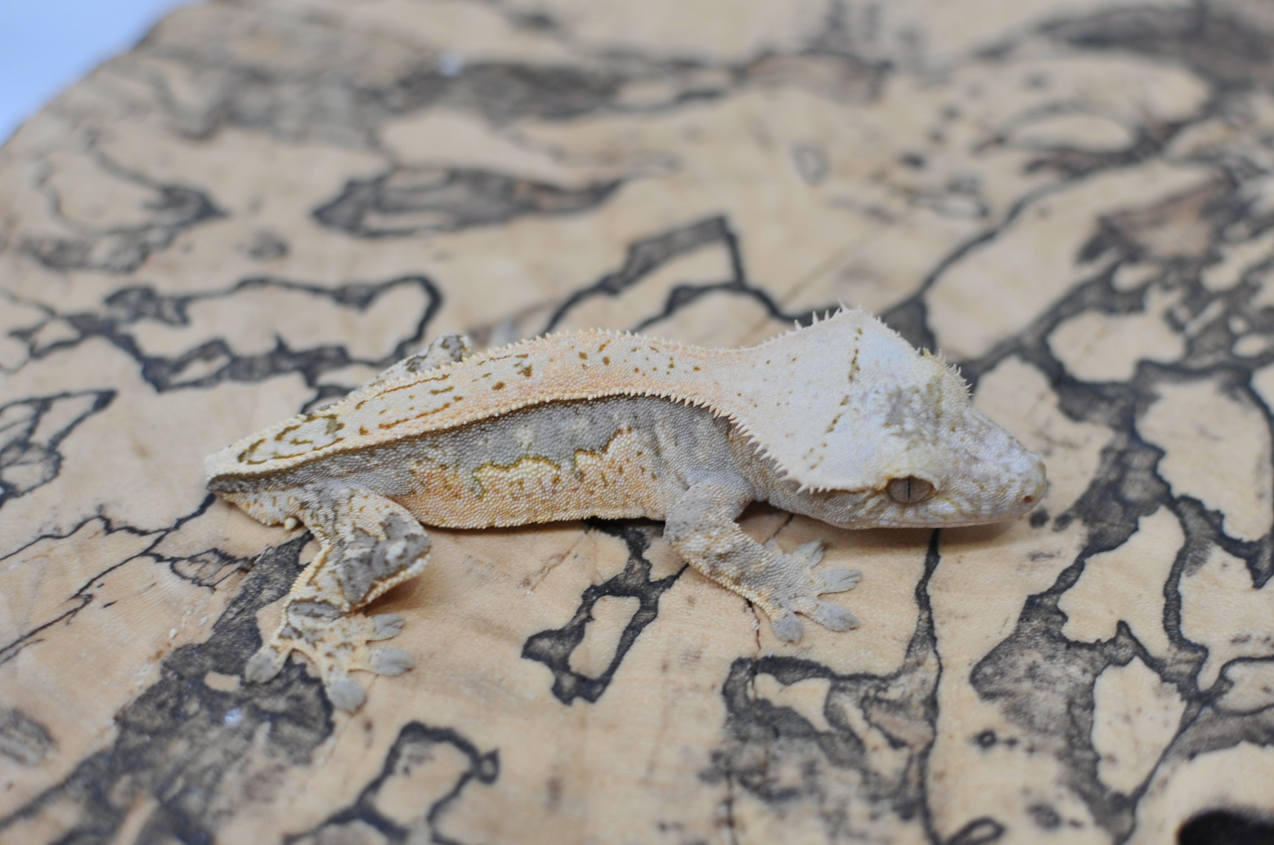 Pink Tangerine Cold Fusion Pinstripe