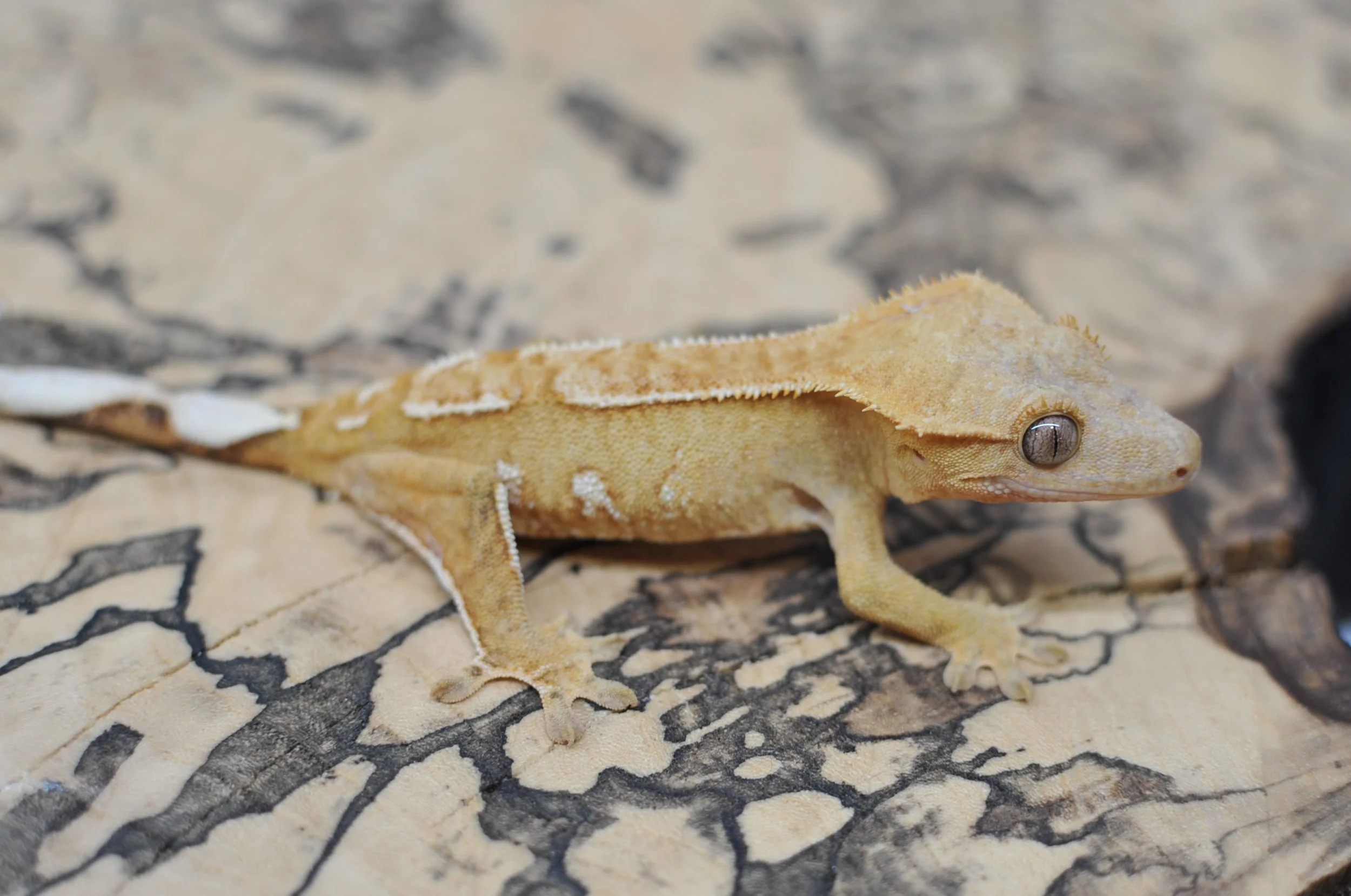DSC_9137.JPG