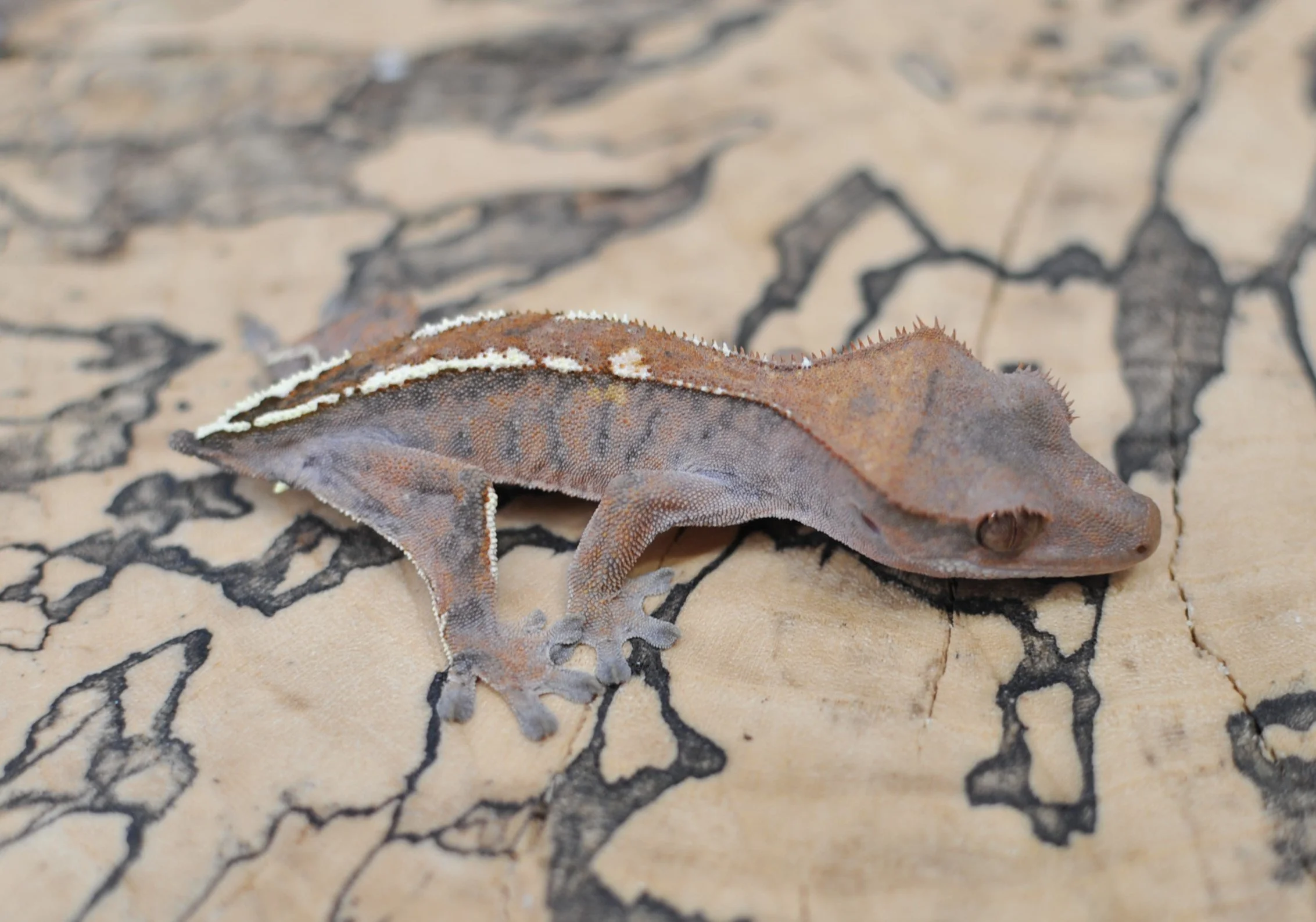 DSC_8942.JPG