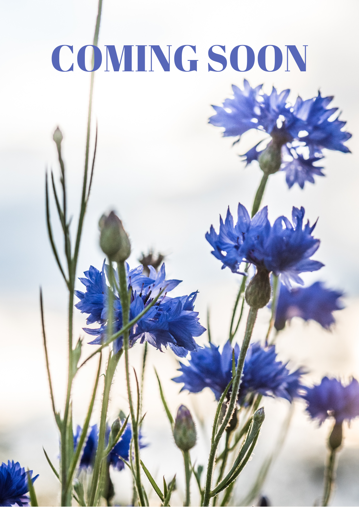 Coming Soon Blue.png