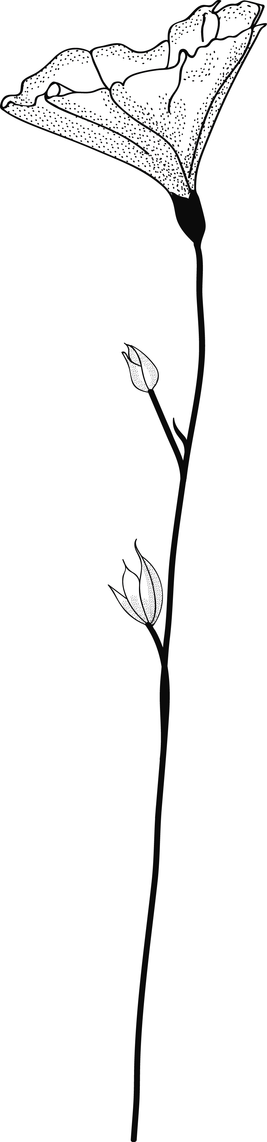 Black and white digital illustration of a tall, slender flower with three buds and a large blossom at the top on a black background.